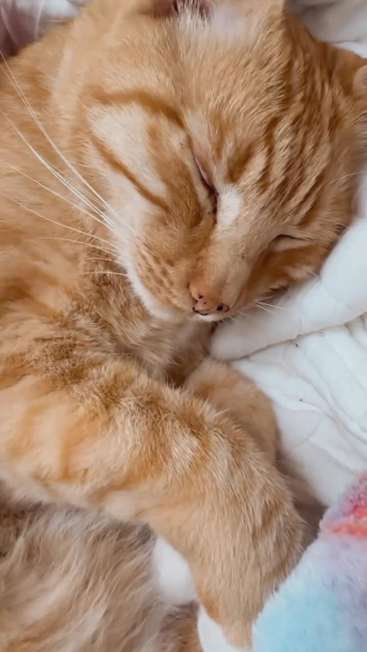 Just a little snuggle bug to soothe all the woooooos. Deep week in the feeling fields for so many us softy hearts.
Can we be the safe space for our own pain? The tender lover of our own shadow?
Our hearts crackle open to feel deeper truths emerge and the invitation to soften into the vulnerability.
Lean into your sweet heart with more honey and receive the blessings of nurturing support.
You are so loved. May you gently open.
#hearttimes #heartmedicine #catlady #cutekitties #soft #tiger #rose #grief #soulconnection #truth #anima
You, the medicine 💗🩷💗