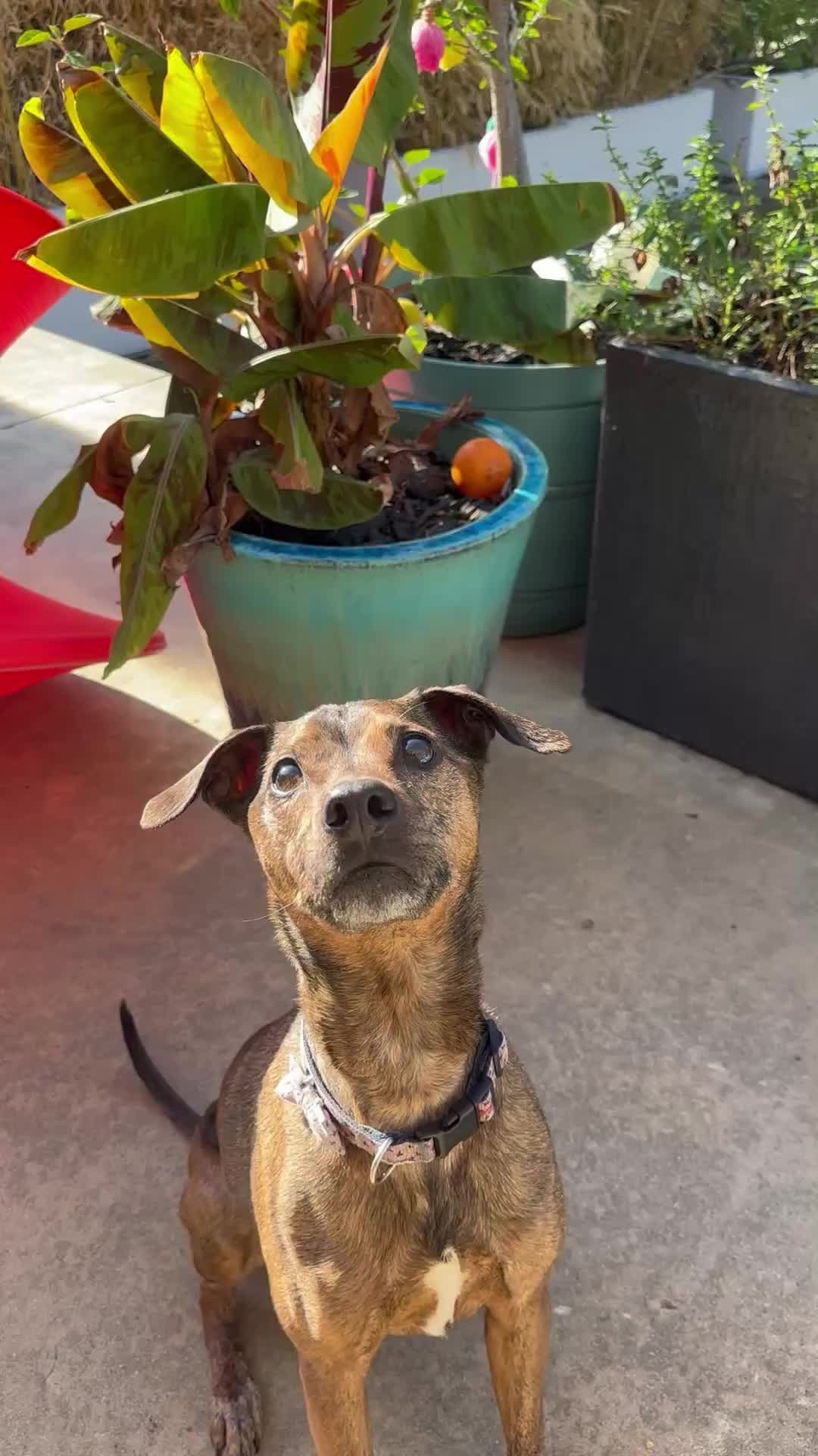 It’s international dog day!!! From their enviable ability to discern our cues and patiently (somewhat) follow guidance to their boundless enthusiasm to do anything together - just exemplifies the contagion and power of partnership.
Dogs, in their very being, remind us of the fundamental importance of cohesion within a "pack," the wisdom of embracing the present moment, and the transformative strength of unconditional devotion.
Felix my unsuspecting mentor, enriches our lives and inspires us to cultivate stronger connections with each other and our community #CanineWisdom #SharedLeadership #DogDayReflections #InternationalDogDay #Leadership #Teamwork #Positivity #WorkplaceCulture #DogLovers #Inspiration #Hospitality #Wellness #Community