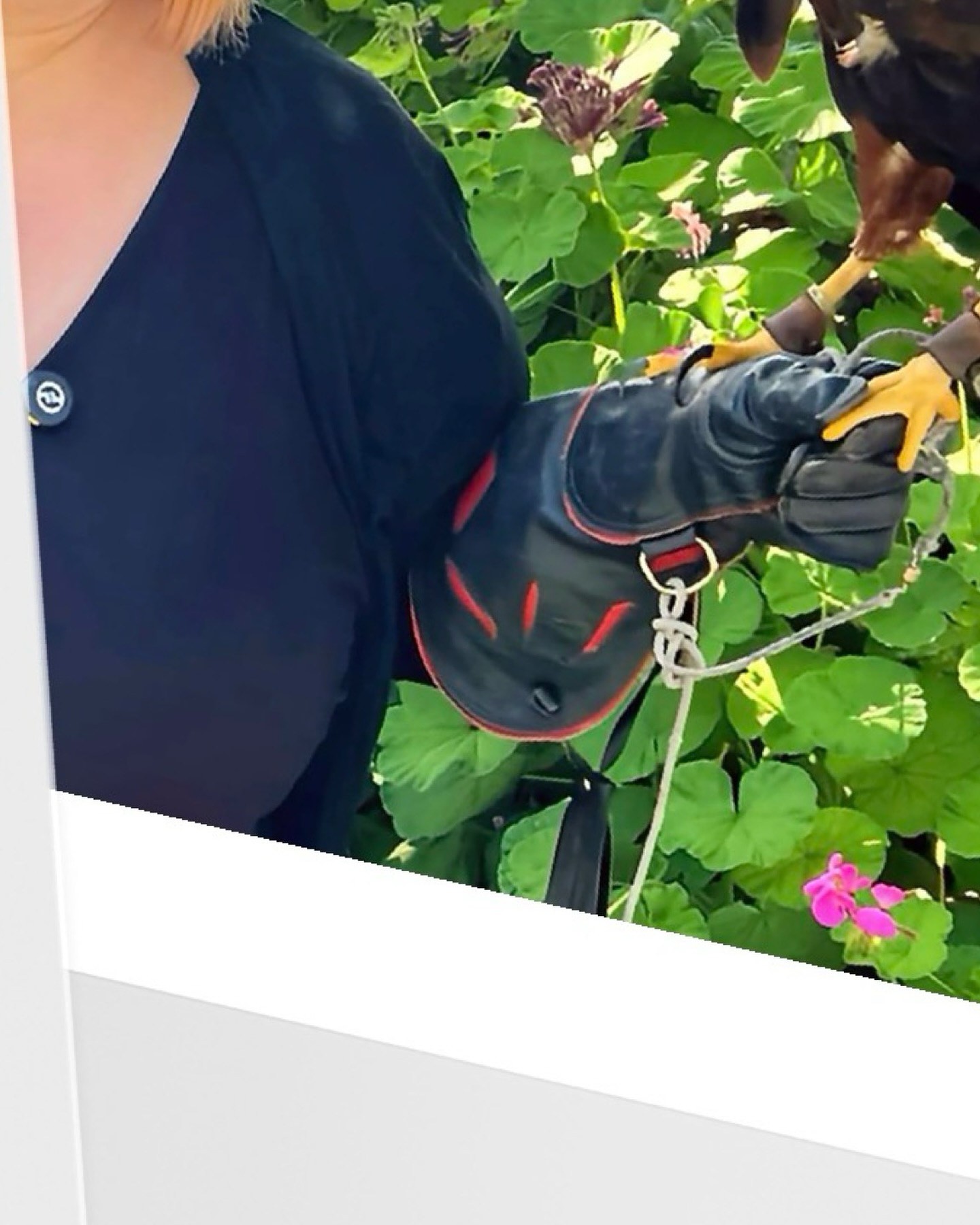 Why do we call a group of hawks a kettle?
Because they spiral on thermals like steam rising.
Language got poetic, and I followed.
Hashtags:
#CollectiveNouns #KettleOfHawks #BirdLanguage #PoeticScience #GatherOfGatherings #PodcastOnLanguage #NatureMeetsWords #BirdsInFlight #HawkFacts #WordNerdsUnite #LanguageIsArt #MuseAndEcho