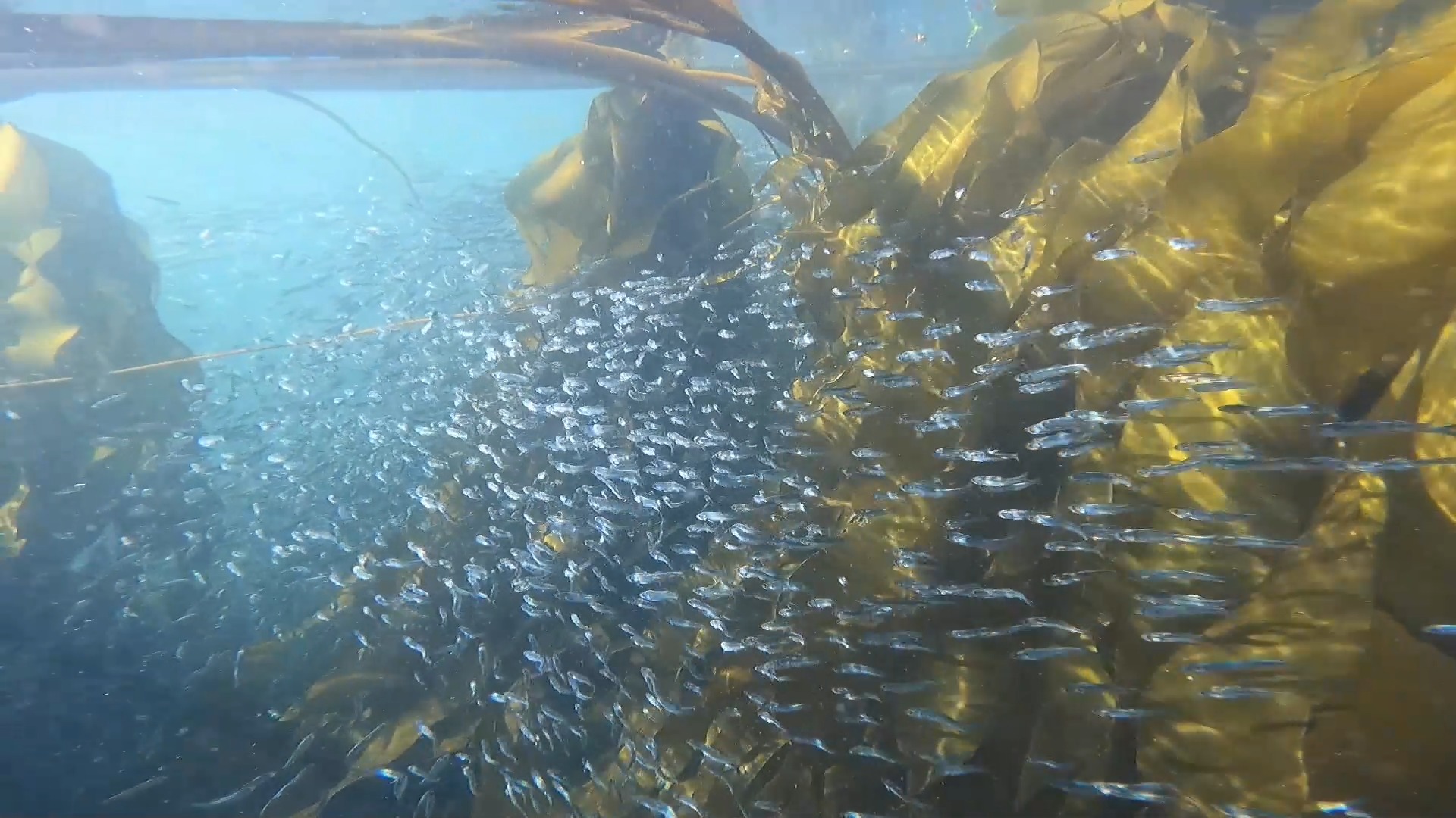 I have been working so hard - I haven't been posting much. But I've been playing hard too. I'm in love with this video I got while diving with my friend Dave out by Crecent Beach. I stay fit to have adventures and the adventures we can have in the PNW are AMAZING!
#snorkeling #pugetsound #freediving #schooloffish #outdoorhobby #washintonstate #goprohero #holdyourbreath #olympicpeninsula