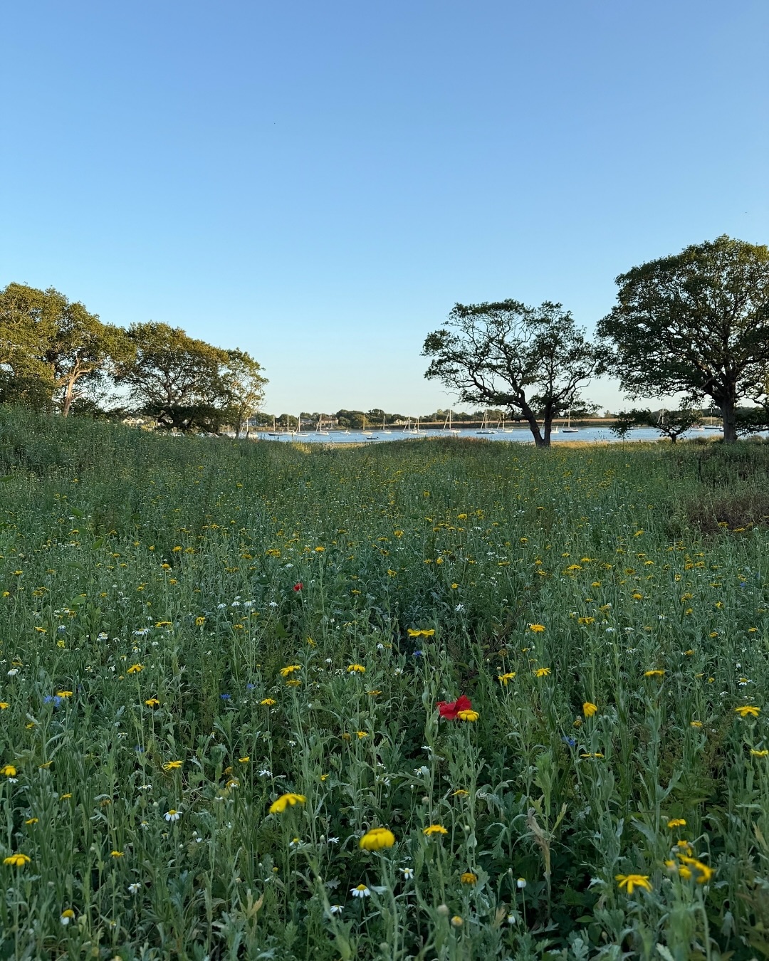 Site update photos from the planting team at our coastal wildlife garden. The annual meadow, seeded in spring to suppress weeds, offer short-term colour and provide food for pollinators filled out over the summer and is looking spectacular!
It’s being cut back now to make way for the perennial meadow seeding this autumn.
We designed the mounds and ‘scrapes’ to create a mix of sunny, dry spots and areas that will hold seasonal water, supporting a variety of wildlife (see images 2 & 4 for the process). There is a varied depth across the scrape, with the majority at a shallow depth (0–250mm over half the area).
This allows for a longer duration of shallow pools and exposed muddy feeding areas, which are ideal for the birds our clients would like to encourage.
The garden sits within the Chichester Harbour Conservancy, which includes several national designations – an AONB, SSSI and RAMSAR site. Here, our focus is on enhancing the existing qualities of the wetlands and surrounding landscape, creating more habitat, and ensuring nothing proposed is detrimental to the ecological aims of the Conservancy.
The planting and maintenance teams @bn1_planting & @seb.stall are doing a fantastic job. These wider teams we work with are crucial to the gardens establishment and evolution, so that it stays true to its design and original intent. It takes a team!
⸻
ABOUT: Joe Perkins Design is a multi-award-winning landscape design consultancy, creating innovative outdoor spaces that celebrate the environment, wildlife, and biodiversity. Working across the UK and internationally, we partner with clients who share our passion for sustainable and visionary design. Discover more about our work at: www.joeperkinsdesign.com