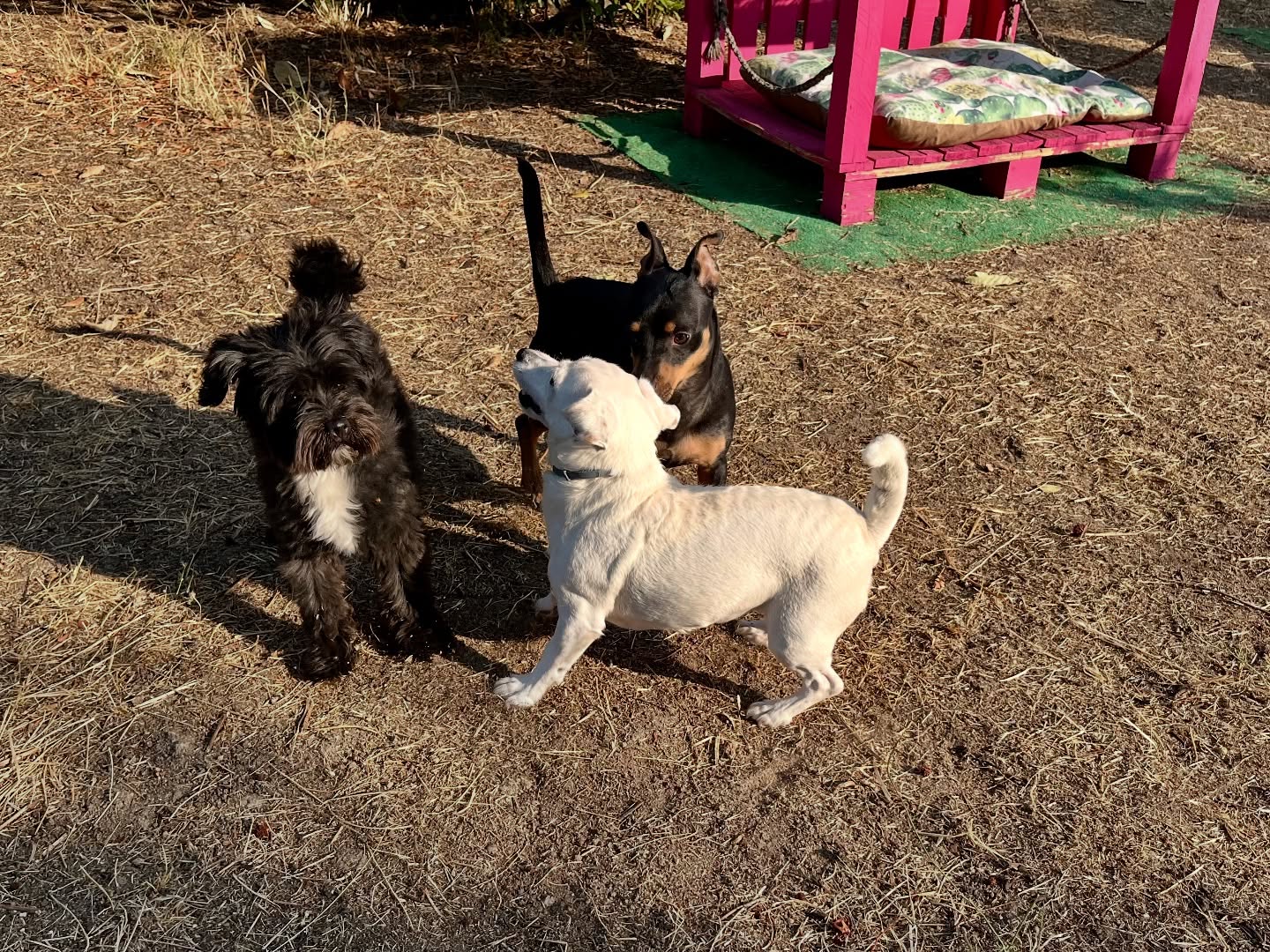 #cuidadoresdeperros #madrid #mascotas #españa #igersmadrid #perros #dogs #dogsofinstagram #perrospequeños #dogslife #dogfriend #fotosdeperros #comoencasa #vacaciones #doglover #pomeranian #chihuahua #caniche #bichón #bichonmaltes #shitzu #shitzulovers #pomerania #pomeraniaespaña #verano #verano2025 #summer