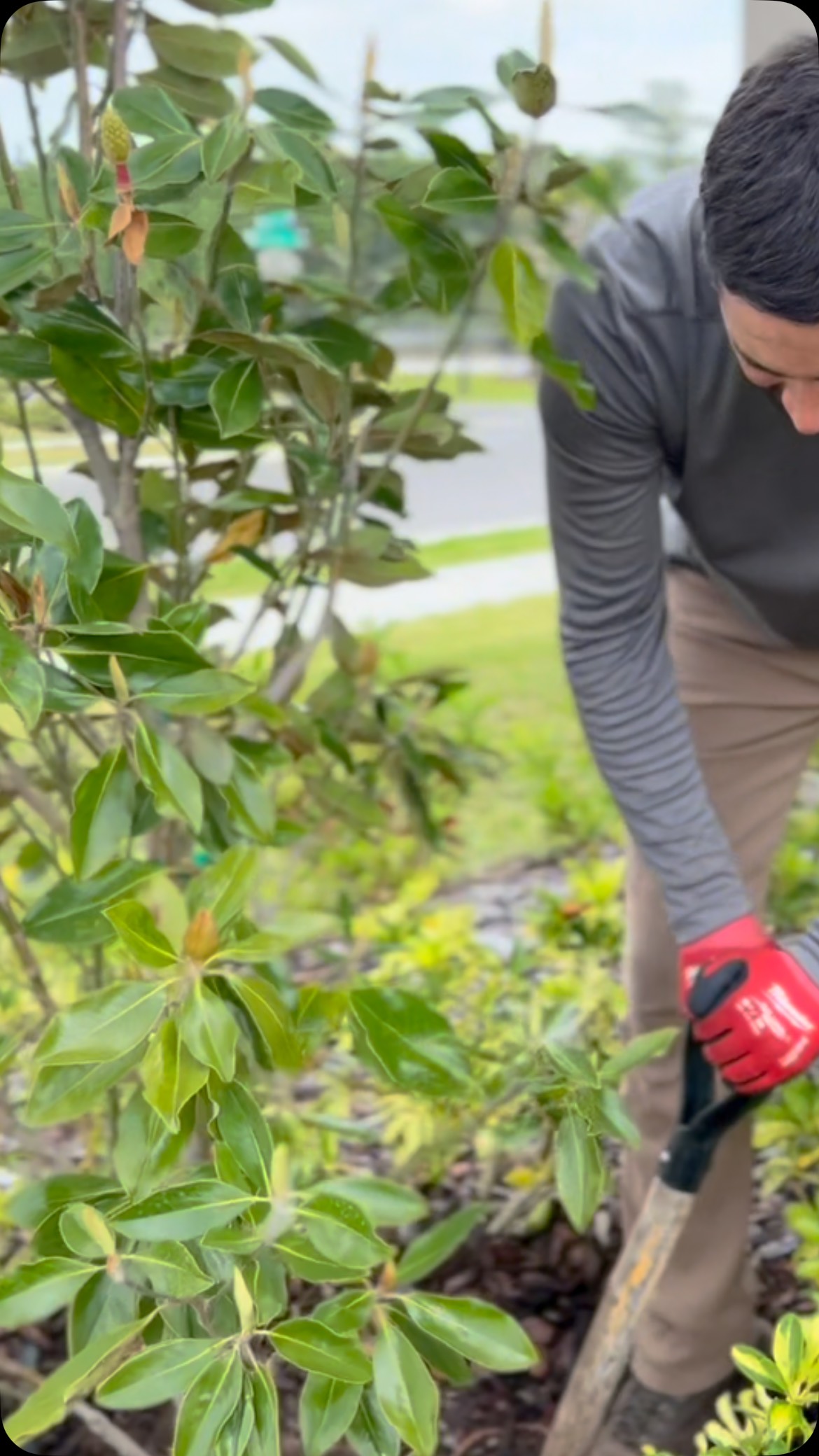 #orlandofl#orlandoflorida#lawncare#lawnmaintenance#lawnmaintenanceservice#landscape#landscaping#magnolia