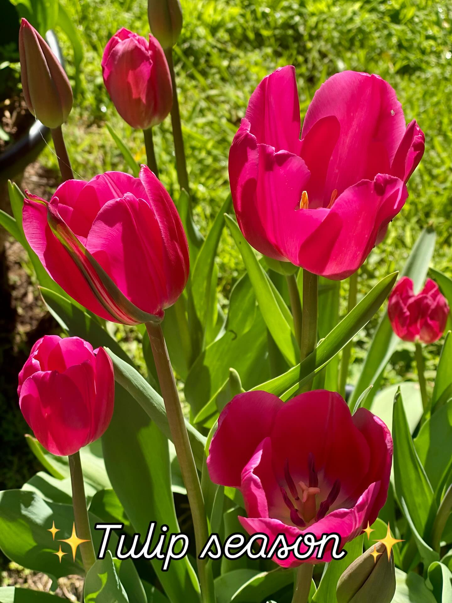 Spent a lovely long day in the sunshine today after so much rain this winter. I’ve lost a few Sweet peas in the bottom gardens on the farm due to flooding but the top paddock sweet peas are just starting to take off which is exciting.
How gorgeous are the tulips!! I brought a few bags to try out in pots and they didn’t disappoint. I’m bringing lots of rich saturated colours to my colour palette this summer and will have plenty to share with our local florists.
Reach out if you want to be added to my availability list 💖
#tulipseason #imustgrowflowers #newcastleflowerfarm #newcastleflorist #organicflowerfarm #colourparty