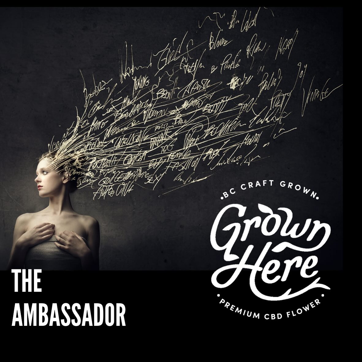 The Ambassador - sweet, cinnamon, magnolia, citrus. This flower packs a beautiful aroma customers tell us they love. The buds are smaller, less dense. It is an autoflower genetic - we always have issues growing it. The plants are not robust, it’s a lot of time and energy to grow and the yields are low. But the benefits customers get and the flavours they tell us they love so much make it worth doing. At 17.75% CBD - the medicinal benefits speak for themselves. Powerful potency that customers have told us they use for sleep, anxiety, depression, PTSD, epilepsy, managing chemotherapy side effects, joint and arthritis pain. The Ambassador is a premium choice. Find it exclusively on @herbaldispatchcannabis direct delivery in BC