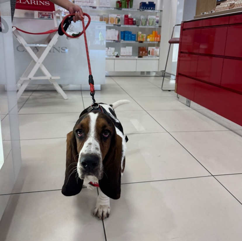 Dogs are always welcome at Bobby’s 🐾🦮
Pop down to @dotts_yard on the lower garden floor for an amazing portrait of your four-legged friend, then treat them to a puppuccino at @bobbysparlour 🐶
#internationaldogday🐶