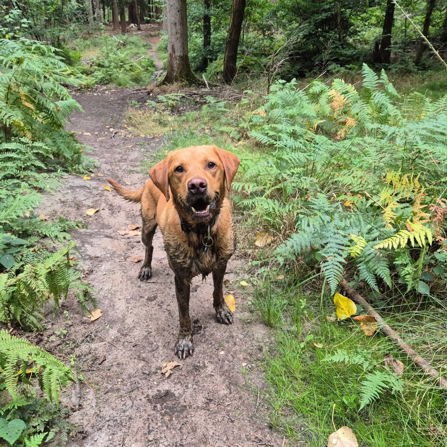 Can't be mad at them for getting so muddy when they look so happy about it π