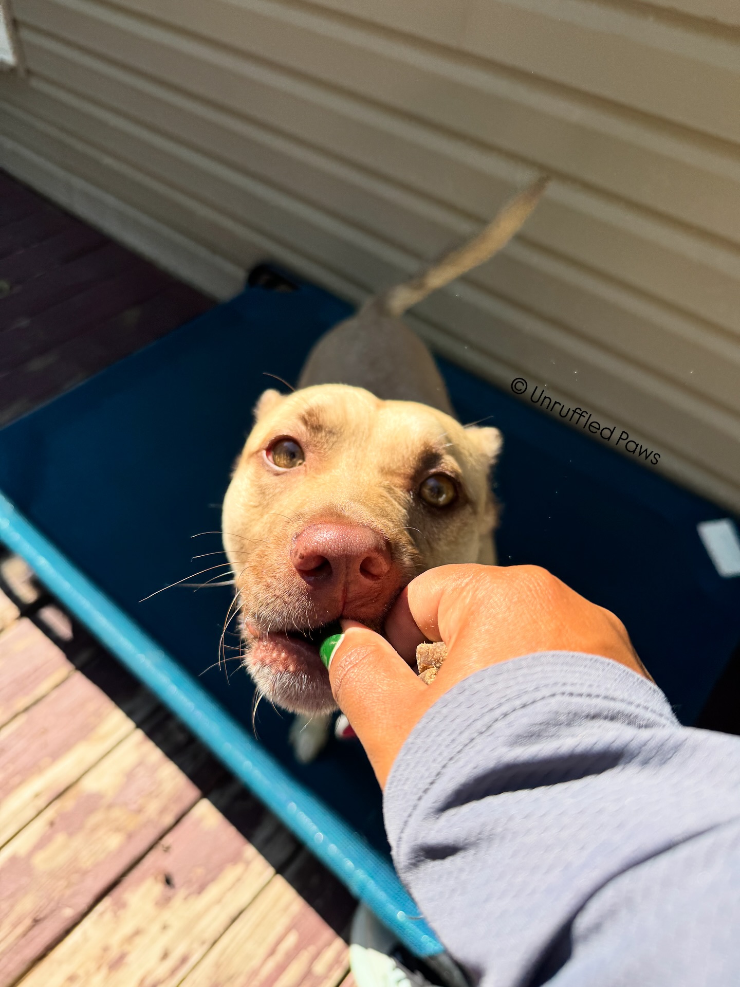 Chopper, a Wag Mates Academy graduate from Summer 2023, comes back for Slumber “Paw-ties” a few times a year since completing his board & train program. 🐾✨ Watching this sweet boy grow has been such a joy, and it’s always a treat to have him back!
During visits, I like to sprinkle in a little training each day to keep our alumni sharp, refresh their obedience, and give them that mental stimulation they’ve come to love and expect. 💡🐶
Here’s a little cuteness from his most recent stay with us! 💛
#UnruffledPaws #WagMatesAcademy #BoardAndTrain #DogTrainingJourney #TrainingForLife #DogTrainer #CalmMindsHappyTails #WMAChopper