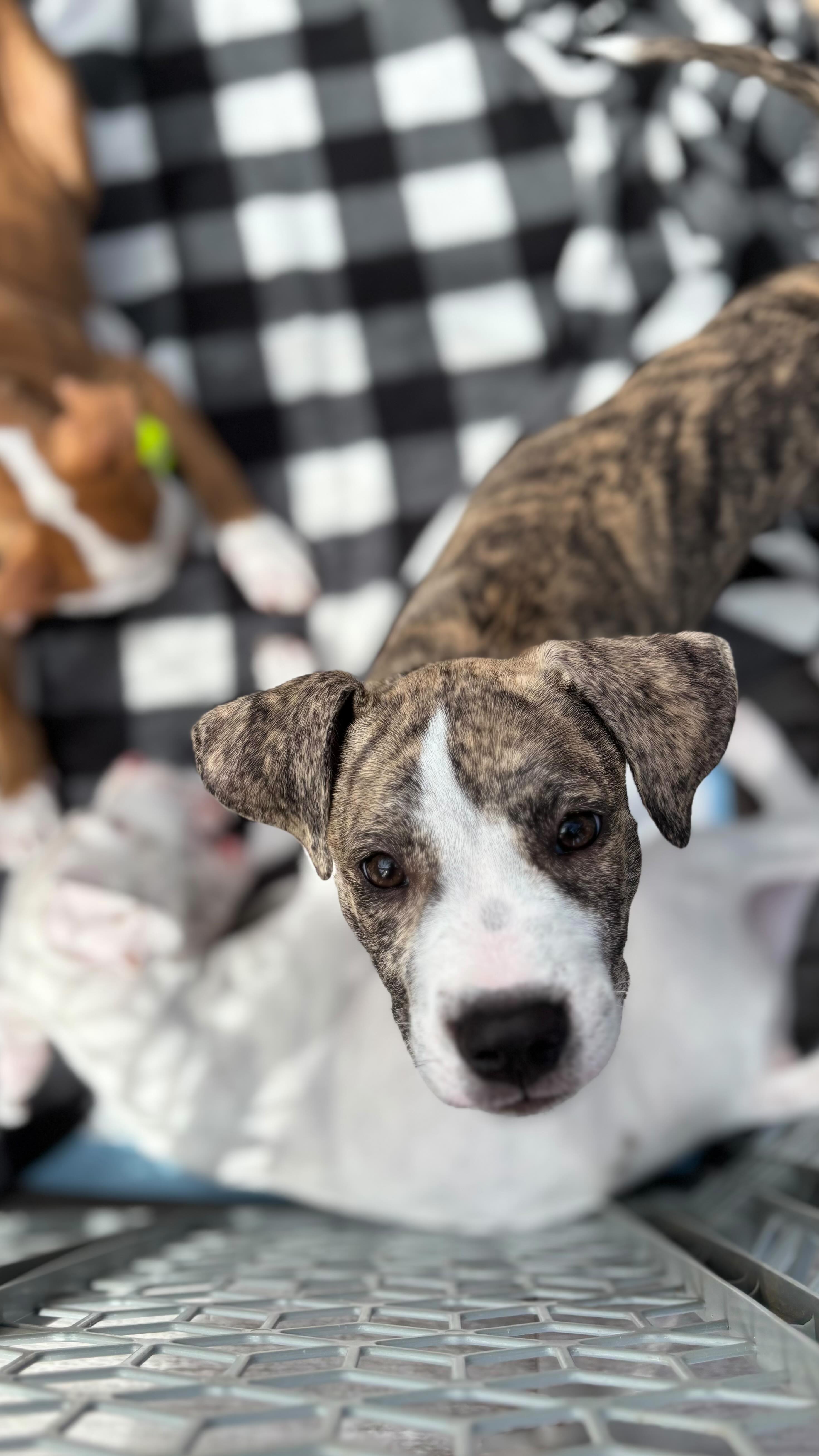 Puppy Dog Kisses!!! Come enjoy this beautiful day at Journeyman Distillery and meet what could be your new best friend!! ❤️🐾🤍#puppykisses #kissingbooth #adoptdontshop #lakeshorepaws
