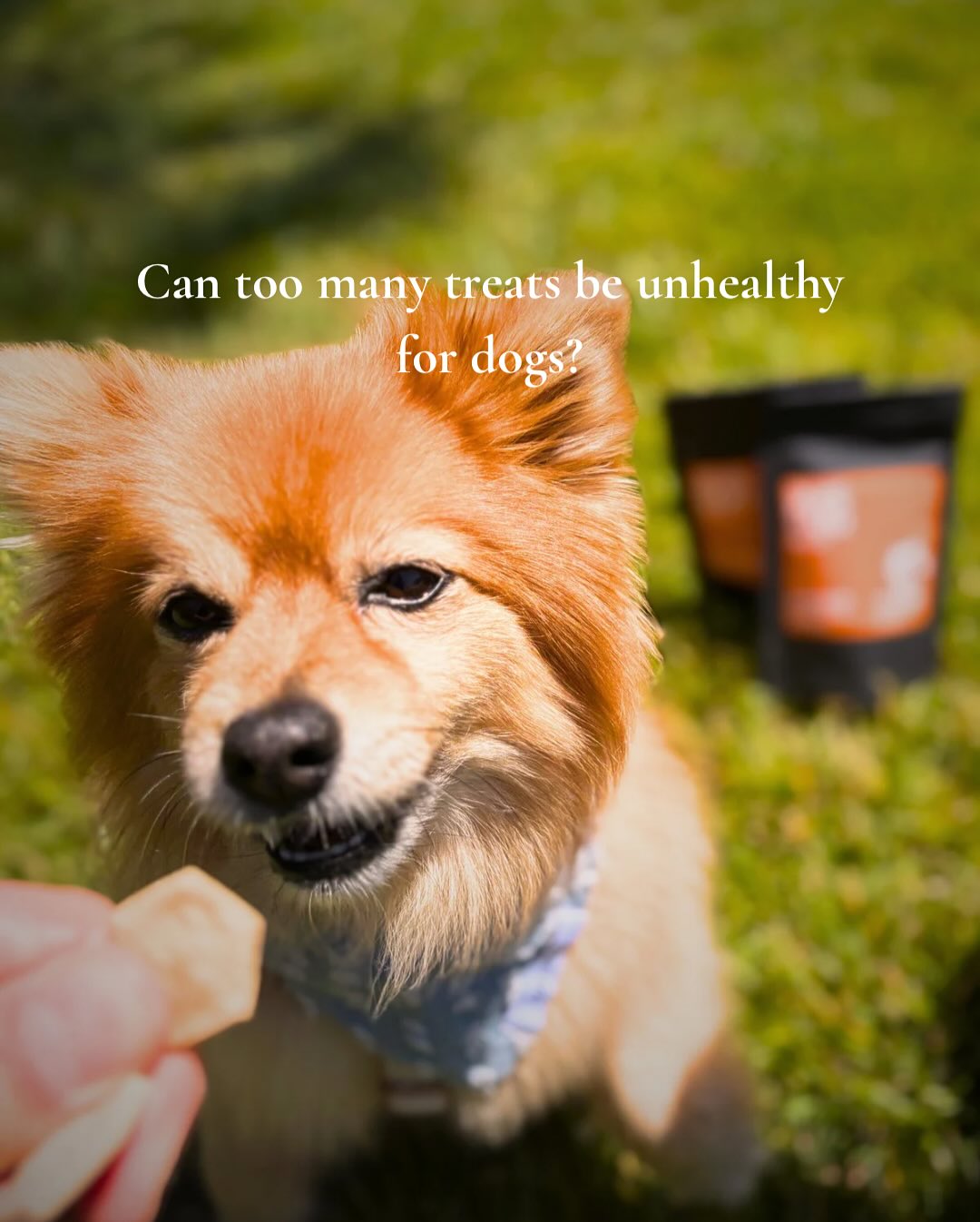 Dogs will always volunteer as the taste testers ๐พ (and we canโt blame them!).
โจBut hereโs the truth: too many treats made with fillers, sugar, or additives can be tough on a dogโs health.
Thatโs why we make Doganic treats safe, simple, and nutritious โ so every bite is something you can feel good about giving. ๐ฑ๐ถ
๐ Whatโs your pupโs โtaste testerโ face?