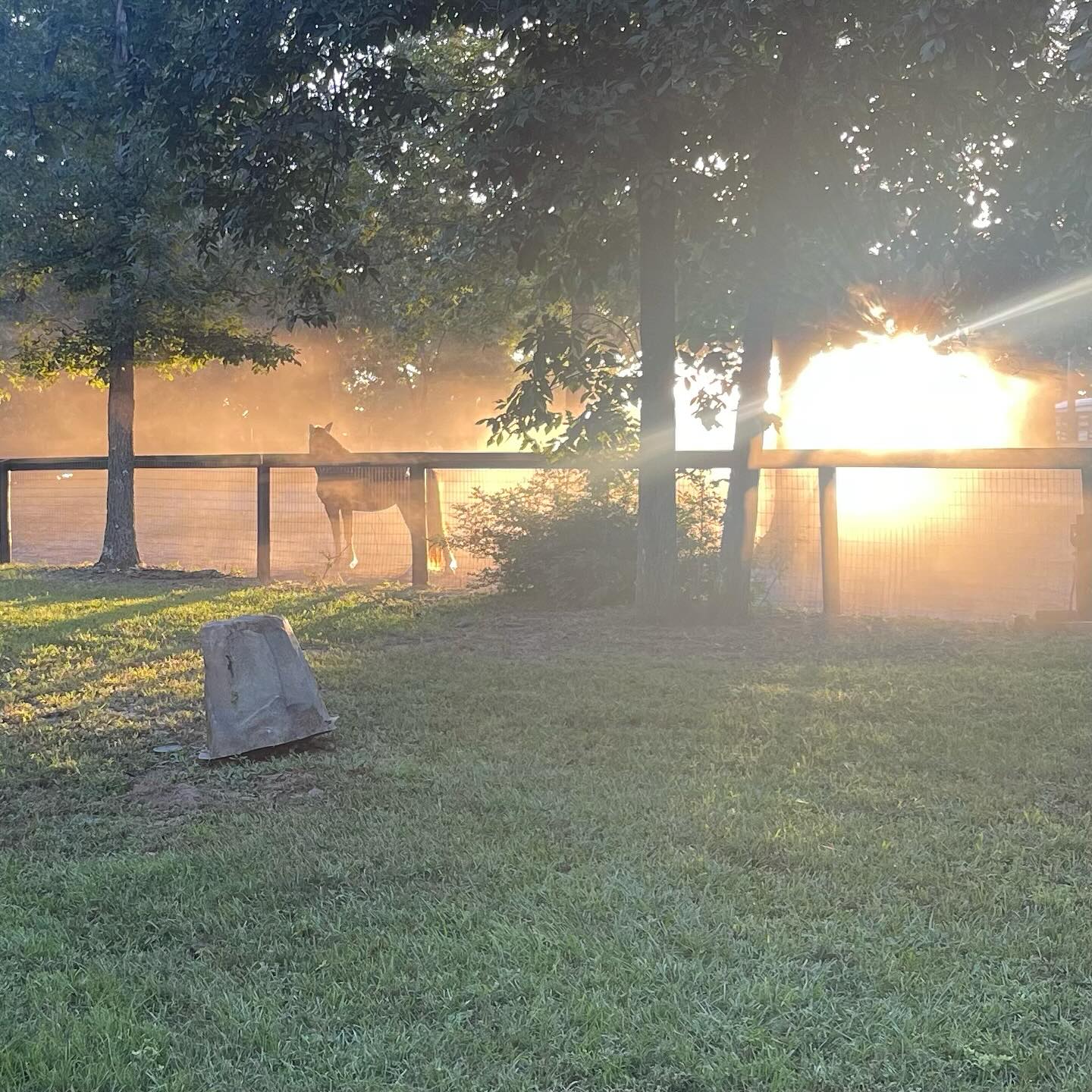 I just wanted to share some observations for those who are skeptical yet curious about positive reinforcement training.
I’m not one of those ppl who fanatically defends it with my life nor am I r+ only. I mix and match different methods of training to best suit each horse. I incorporate r+ very regularly in my sessions both on the ground and under saddle. I incorporate it with skeptical horses for every day handling like seeing the vet, trailer loading, the farrier and dentist. I use it with reactive and explosive horses to help them de escalate and self regulate in stressful situations or if something causes them to be reactionary.
The biggest compliment that is also an affirmation of my work is when other professionals have to handle my horses and they smile and say, “I can’t believe this is the same horse”.
Yesterday, Dr. Ashely came out to do dental work and the first horse she started with was Macho. With her only seeing them about once a year, she kept on saying how amazing he looked and was behavior wise. She said he was like a completely different horse. So much more comfortable, friendly and not skeptical of her coming into his space. And he was a certified good boy through the whole process.
With Macho, I mostly trained him with r+ and I’m not going to pretend like it didn’t help him immensely. He went from being super guarded and ready to react to a personable and trusting little mustang because of it.
And this is the best part and something that I don’t think that many people understand, once you affirm a behavior and it’s solid, you don’t have to keep rewarding that behavior. Let’s use trimming as an example. We started with picking up one foot and holding for a few seconds, rewarding and putting it down. Rinse repeat until he understood what was asked. Then the reward moved to the next step which was picking the foot, or holding it for a longer period of time. Then rasping for a few seconds. Rinse repeat until the graduation of being able to have someone trim all 4 feet with a horse standing calmly. R+ horses don’t only “perform” for the treat, the reward is the bridge that helps them understand the task.