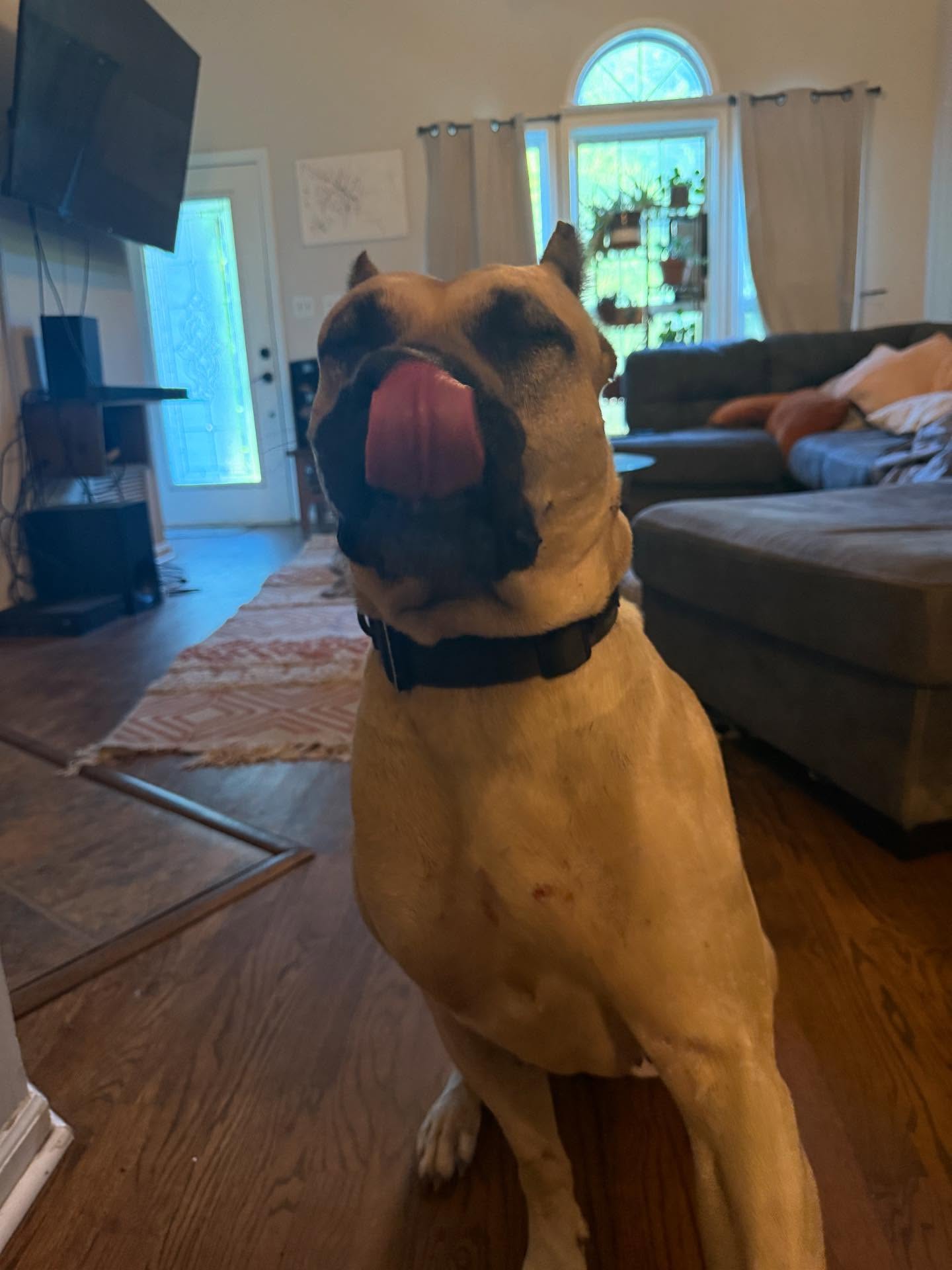 TW: Dead Animal
Heard a ton of barking from just one dog. Nahla was weirdly silent. I go outside to see her tossing lil buddy around. She has a couple scratches so it must have been a scrap. Not a long one.