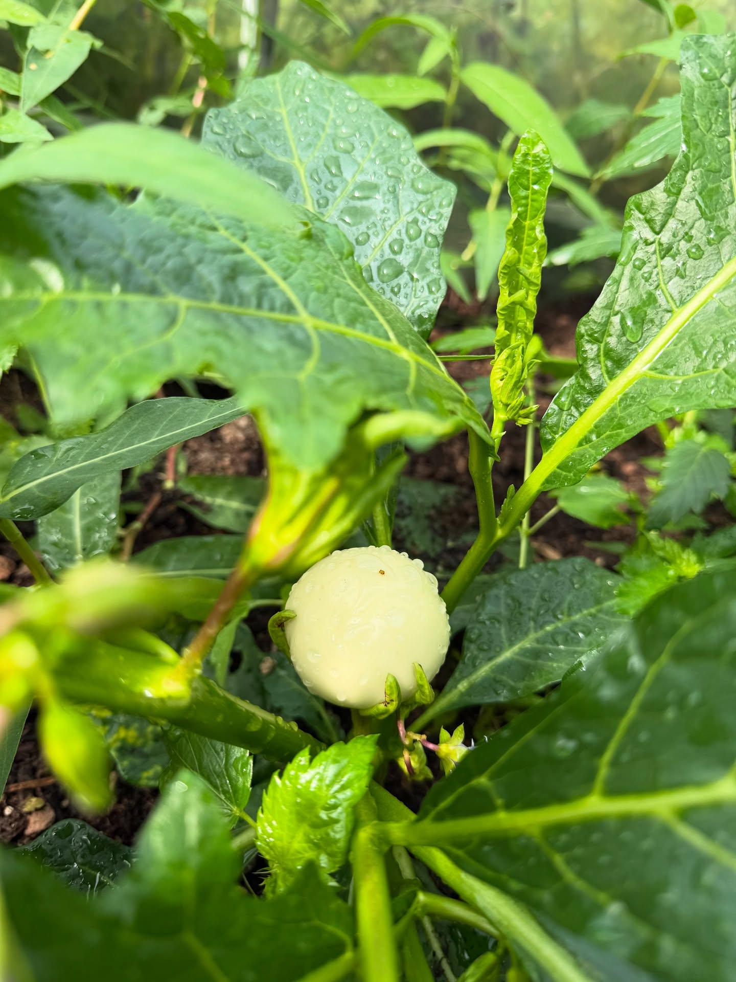 African Garden Egg (African Eggplant / Solanum species) — sometimes also called bitter tomato, Ethiopian eggplant, or garden egg. 🌱🍆
Here’s some information about it:
✅ What it is
• It’s a type of eggplant, but smaller and rounder than the purple variety.
• It can be white, green, yellow, or striped, depending on the variety.
• Very common in African and Asian cooking.
🌿 Nutrition
• Low in calories and high in fiber.
• Contains vitamins A, B, and C.
• Rich in minerals like calcium, potassium, and iron.
• Good for digestion and heart health.
🍲 Cooking & Uses
• Can be eaten raw (though slightly bitter).
• Often boiled, steamed, or fried.
• Used in stews, curries, and sauces.
• In some cultures, it’s also eaten fresh with groundnut paste.Nothing beats the taste of homegrown food! 💚 #GardenEgg #AfricanEggplant #FreshHarvest #FromGardenToTable”