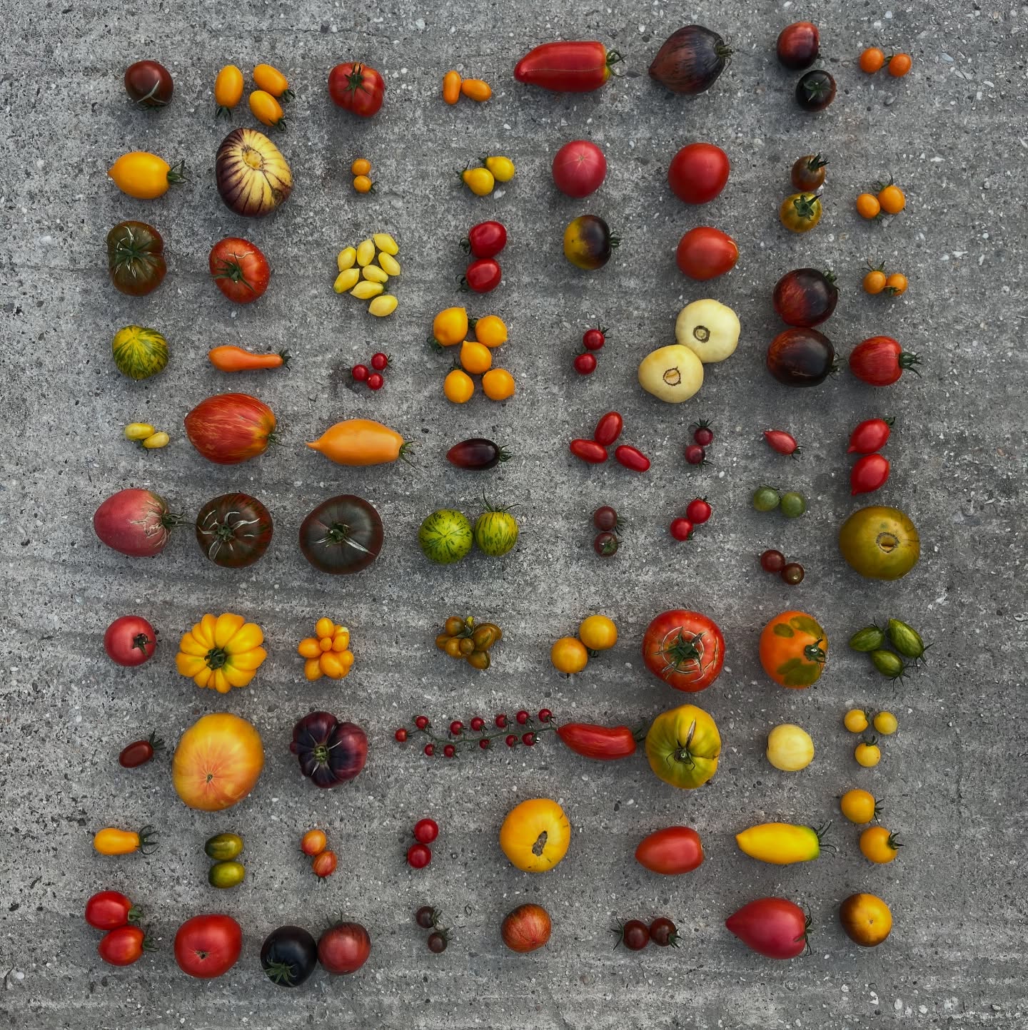 Tento rok je jedinečná príležitosť ochutnať približne 100 rôznych druhov paradajok 🍅✨
Na fotke je len asi 80 % z nich – a moje najobľúbenejšie Champain Cherry tam, samozrejme, ani nie sú… lebo načo by boli 😅
Samozrejme, že ich máme – spolu s tými, ktoré ešte nestihli dozrieť na fotku, alebo sme na ne jednoducho klasicky zabudli.
Takáto šanca sa nemusí zopakovať. 🌿
#paradajky #rajciny #slovenskazelenina #sezonnazelenina #lokalne #sklenik #farmarskatrznica #freshfromthegarden #tomatoes #heirloomtomatoes #rarevarieties #farmtotable #gardenlove #foodie #tomatolover