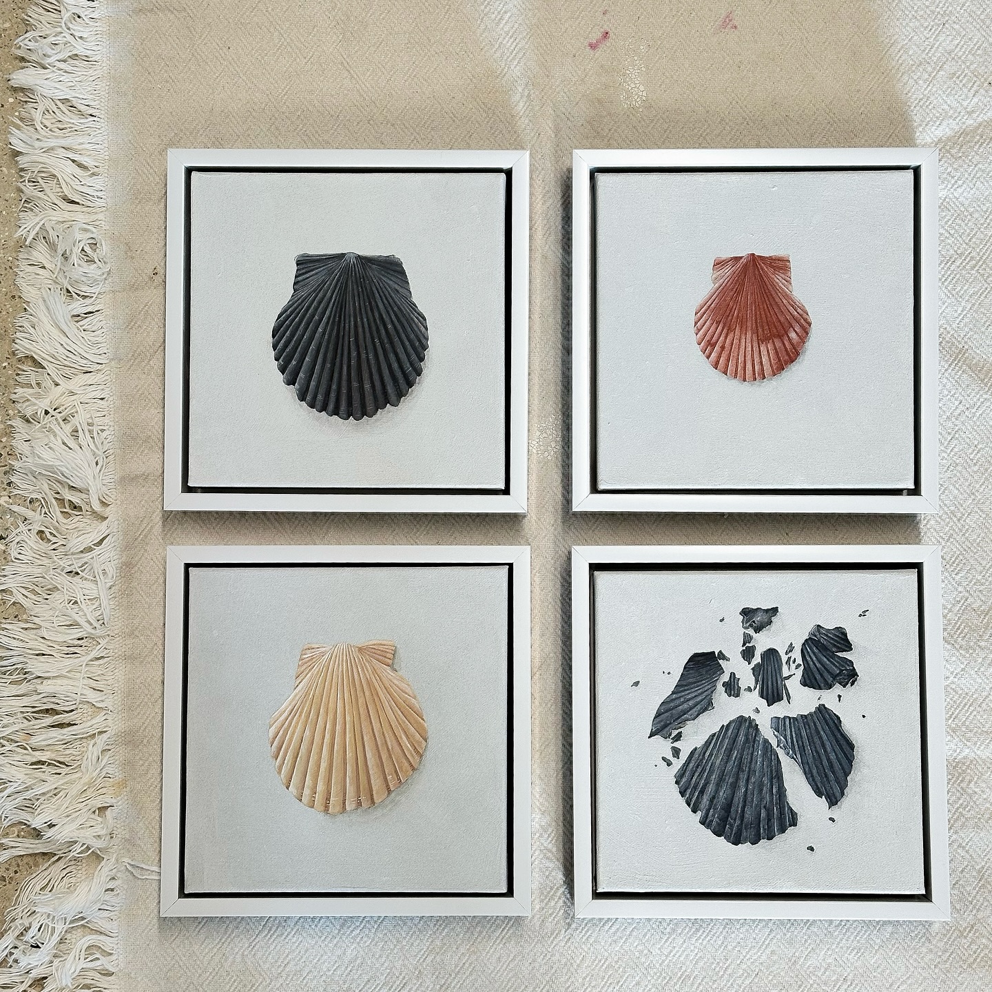 Added white floater frames to these four shells for the resident “Modular” exhibition at Arts Warehouse that opens September 5.
.
My biggest question is, why have I not framed these sooner!? I adore them
.
.
.
.
.
.
.
.
.
.
#shellart #floaterframe #framedart #framedartwork #customframing #coastalart #coastalcollection #seashellart #shesellsseashellsbytheseashore #bytheseashore #shellpigment #naturalpigments #naturalpigment #fortheprocess #processart #shellspotting #shellselect #beachart #beachartwork #shoreline #floridaart #floridaartist #delraybeach #delray #delraybeachlocals #artswarehouse #artswarehousedelray #artexhibition #artexhibitions