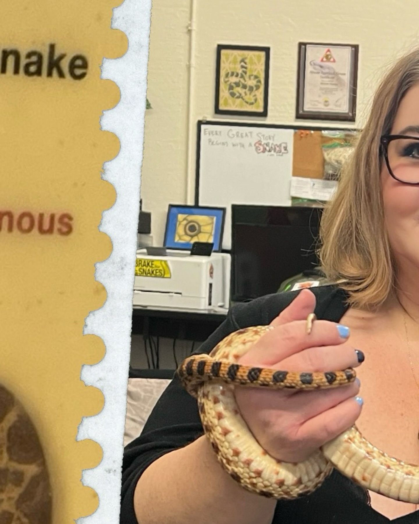 Rattlesnakes are pit vipers. Their “pit organs” sense heat—like built-in night vision goggles for finding prey. 🔥👀
#gatherofgatherings #rhumbaofrattlesnakes #snakefacts #naturewonders #collectivenouns #podcast #podcastlove