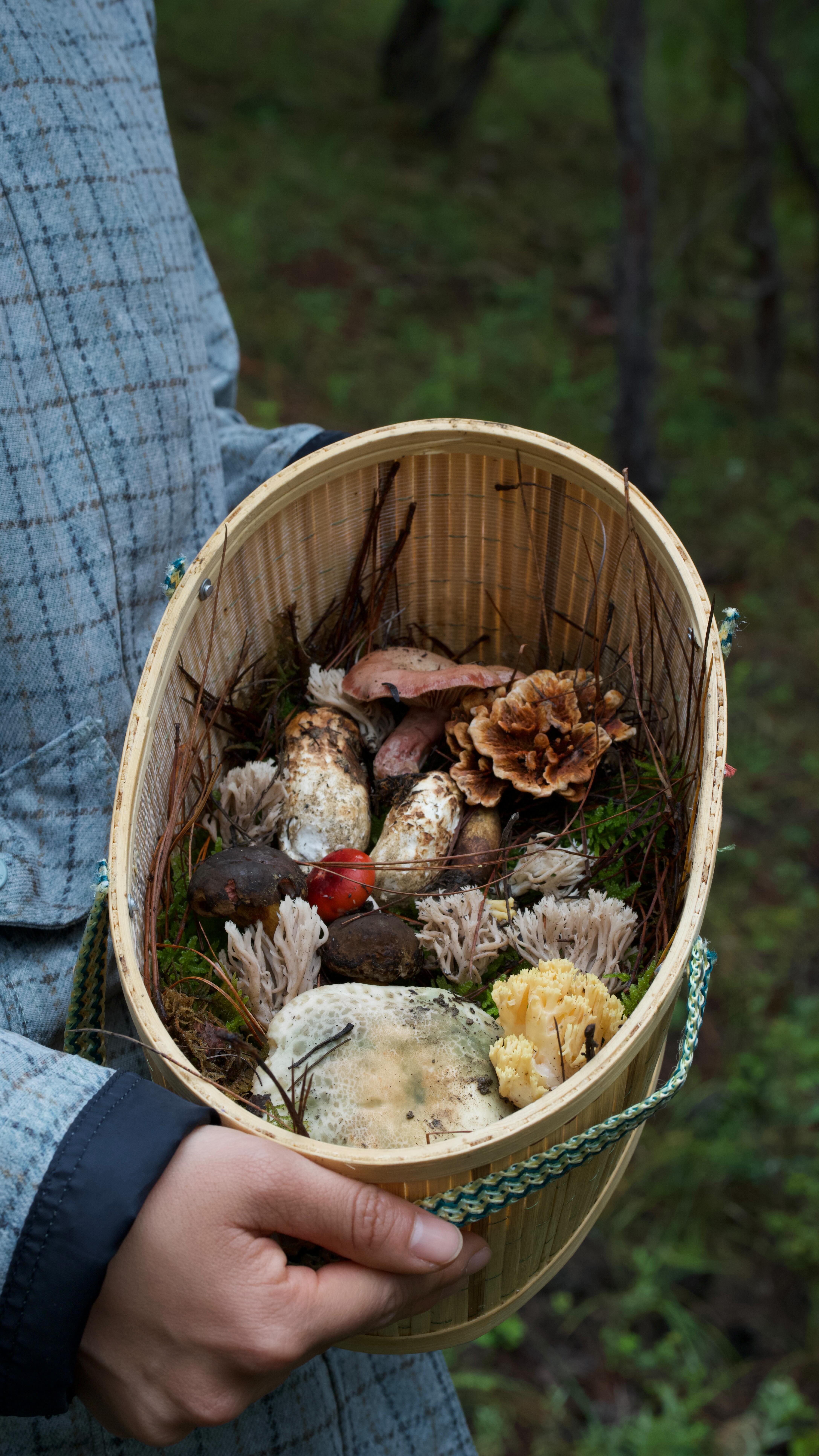 🍄 Matsutake Freedom in Yunnan: Forage, Feast, and Find Yourself
🌄 Tucked within the emerald valleys of Luoguqing, Yunnan, a rare kind of luxury calls - the freedom to unearth your own precious matsutake mushrooms. Here, tasting is not just eating; it’s understanding, deepened by discovery.
🌲In these quiet woods, the Pumi people - guardians of stories, whispered descendants of the ancient White Wolf Kingdom - extend a timeless bond with the land. Their gentle wisdom and sustainable traditions have softly shaped these mountains and forests across generations.
✨ Crafted for those who journey not merely to see, but to feel—this experience draws you into a slower, more soulful encounter with China’s living culture.
❤️ Ready to taste true freedom? DM to start your own Matsutake adventure.
Follow @woksandwonders for stories that bring you closer to the heart of China.
#MatsutakeFreedom #PumiCulture #YunnanTravel #ForagingTour #SustainableTravel #CulturalImmersion #DeepChina #WoksAndWonders