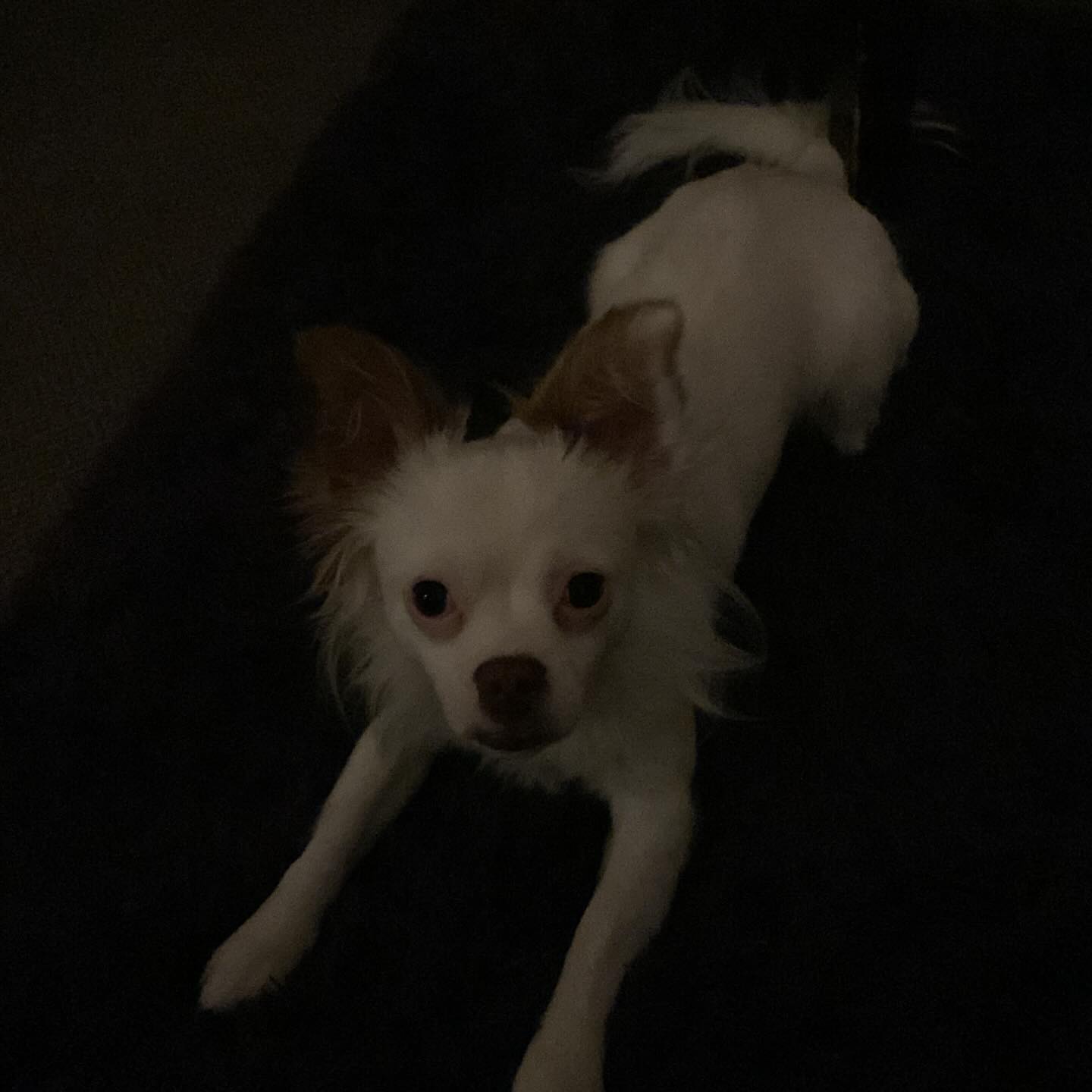 Hello! I’m back on Instagram after being hacked and losing access to my account last October. I wanted to let you know it’s really me and Mr. Nacho….my little soda pop!
Looking forward to reconnecting with you! #intuitiveheartstudio #Sodapop #ilovemydog #goodtobeback