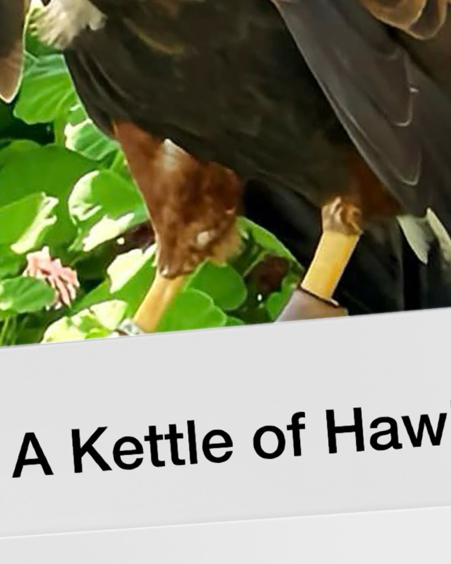 Kettling hawks are eerily quiet.
No cries, no caws.
Just circling. Watching. Waiting.
I like to think they’re listening to the wind tell stories.
Hashtags:
#BirdSilence #KettleOfHawks #PoeticNature #SkyWhispers #PodcastOnLanguage #GatherOfGatherings #BirdBehavior #StillnessSpeaks #WildStories