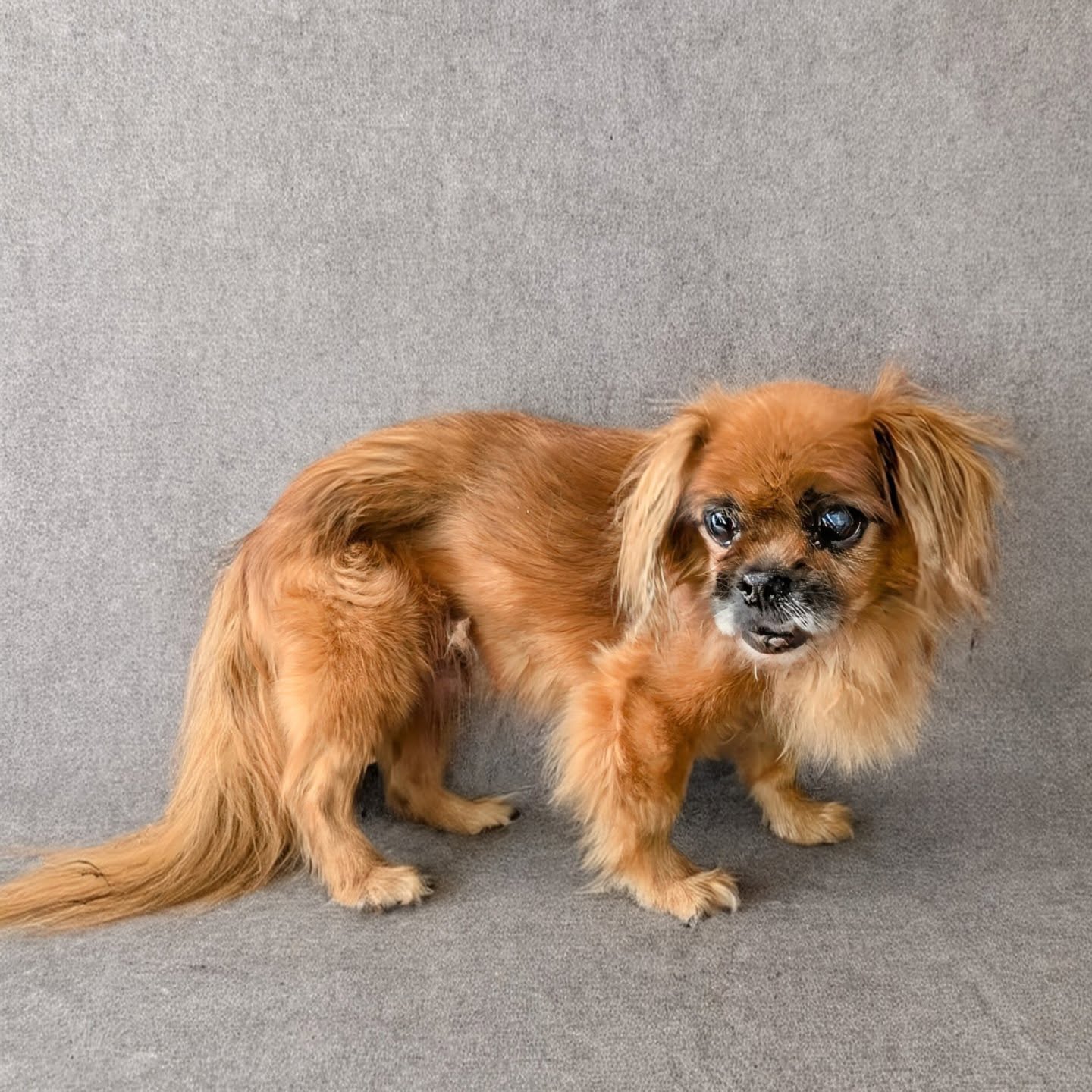 Lucky 🍀🌟
#hundefriseurstuttgart #pekinese