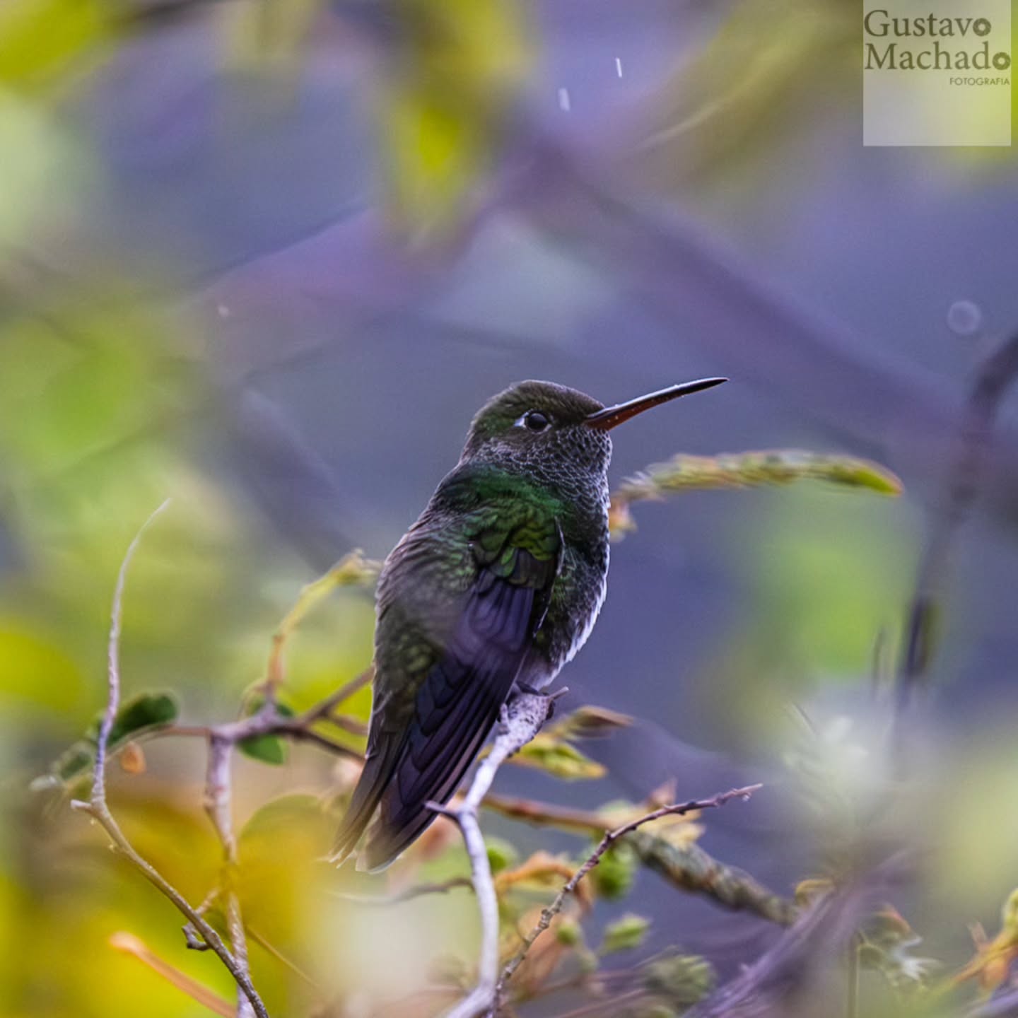 Um beija-flor tomando uma chuvinha de manhã cedo, não quer guerra com ninguém.
Hahahaha
Isso é o que dá quando o fotógrafo está sem criatividade para a legenda dá foto.
Perdão! 😆😆😆
Qual seria sua legenda? Me diz nós comentários.