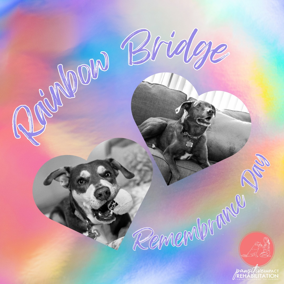 🌈🐾 Rainbow Bridge Remembrance Day 🐾🌈
Today, we pause to honor and remember the pets who have touched our hearts and left their pawprints on our souls. 💛
For me, this day is deeply personal. Two of my greatest teachers, companions, and inspirations — Blue and Birdie — now wait for me at the Rainbow Bridge. Losing them was one of the hardest chapters of my life, but their love, resilience, and joy lit the spark that became my dream: Pawsitive Impact Rehabilitation.
Because of them, I learned the value of movement, comfort, and quality of life for our canine companions. Because of them, I get to help other dogs live their happiest, healthiest days. And because of them, this work is not just a job — it’s a calling. 🐶💙
To everyone remembering a beloved pet today, know that their spirit lives on in every wag, every cuddle, and every step forward. 💛🌈