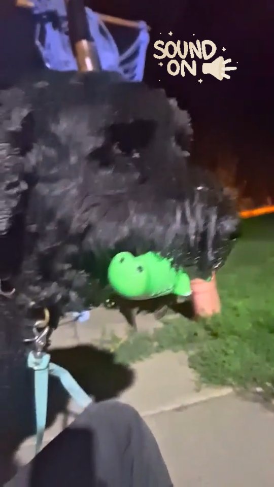 A czy Ty masz już swojego krokodylka?
#merdumerdu #czarnyterierrosyjski #czernysz #krokodylka #hoteldlapsow #wsparcieemocjonalne #szczesliwypies