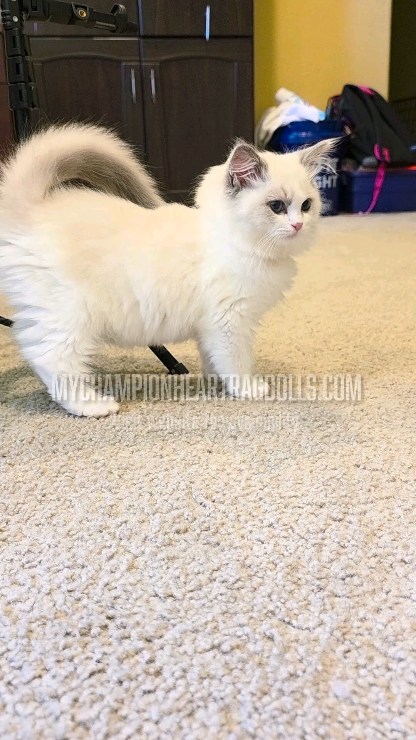 🚫No longer Available 🚫
Sharing and hitting the like button helps Destiny get exposure to his potential forever family. Or it can be destined for him to find his perfect family regardless of this post. ☺️
Destiny is a sweet little boy with a calm energy. He was a late bloomer keeping tight in her space. Finally Destiny is starting to come out of his shell. If he was between introvert ans extrovert, he is definitely an introvert lol
Vist my website to fill out my required questionnaire.
🌐 MyChampionHeartRagdolls.com
Email the completed form to
📧 MyChampionHeartRagdolls@gmail.com
Delivery available for out of state or not within driving distance. Using a travel pet nanny service. Flat fee by company. No additional airfare fees. One flat fee.
#mychampionheartragdolls #bluebicolorragdollkitten #whitekittens #californiaragdolls #2025ragdollkittens #2025uclacatfans #2025ucsdcatfans