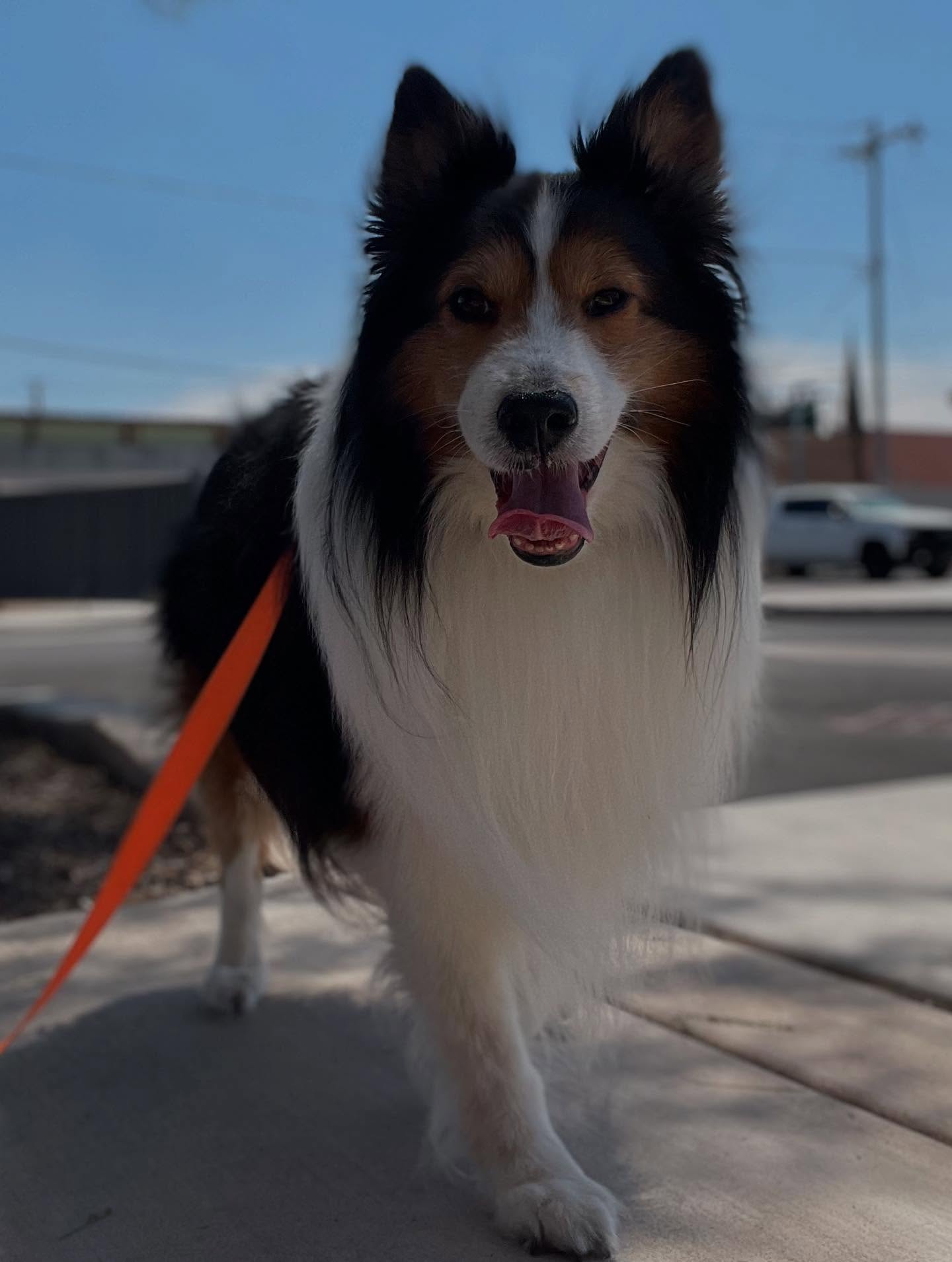 Moving is stressful enough — figuring out how your pet will get there shouldn’t be. 🐶💙 Whether you’re relocating across states, heading to a vet appointment, or just need a safe ride across town, we’re here to make every trip stress-free for both you and your furry family member. 🚐🐾
Take this sweet senior Sheltie, for example — he enjoyed a cozy, safe journey with plenty of care along the way. No cramped crates, no endless waiting — just comfort, love, plenty of breaks, and a smooth ride from start to finish. ✨
Because your pets aren’t just passengers. They’re family. 💛 And we treat them that way every mile of the trip.
📍 Now booking local + long-distance pet transportation — where can we take your best friend next?
#pettransport #pettravel #petrelocation #pettransportation #petmoving #petdelivery
#dogtransport #petshipping #petmover #petservices #petsafety #dogs
#dogsofinstagram #petsofinstagram #petlovers #pettaxi
#relocatingwithpets #travelwithpets #movingwithpets #phoenix #nevada #utah #colorado #coloradodogs #longbeach #socal #realestate #sheltiesofinstagram