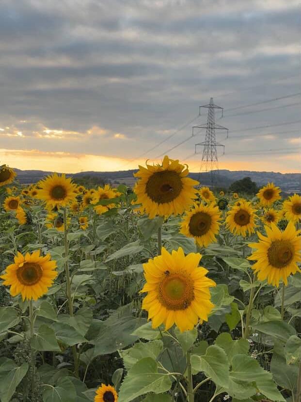 ๐ป Our Final 4-Day Sunflower Celebration! ๐ป
โจ OPEN 10am โ 5pm for daytime adventures
๐
OPEN 6pm โ 11pm for our magical Sunset Sunflower Bar
โธป
๐ Thursday
๐จ Daytime: Wander the sunflowers and enjoy our Arts & Crafts Corner โ perfect for little creators (and big ones too!).
๐ท Evening: Wines & Vines presents Sunset Aperitivo โ sip, snack & soak up golden-hour vibes.
โธป
๐ถ Friday
๐ป Daytime: A classic sunflower day โ lose yourself in the blooms.
๐ฅ Evening: Live Music & BBQ with Farmerโs Pantry โ summer nights done right!
โธป
๐ Saturday
โ๏ธ Daytime: Disney Princess Day! Meet the Ice Sisters, join magical sing-alongs, snap plenty of photos, and make memories that sparkle.
๐
Evening: Chill out at the Sunset Sunflower Bar โ the perfect golden-hour hangout.
โธป
๐ฌ Sunday
๐ป Daytime: Another beautiful classic sunflower day.
๐ฅ Evening: Outdoor Cinema Night! Grab your blankets for a stunning open-air showing of WICKED (2024).