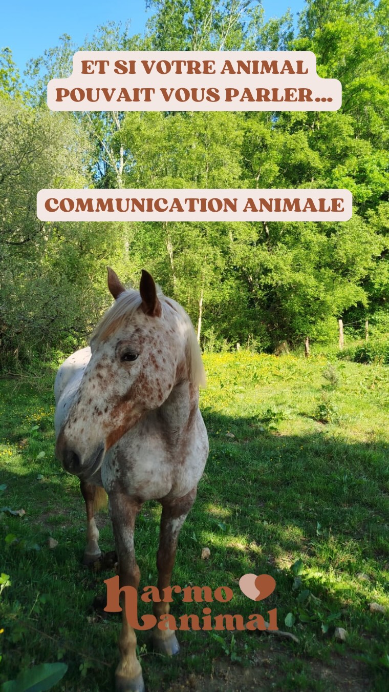 La communication animale c’est une méthode intuitive visant à mieux comprendre les émotions, les ressentis et les comportements d’un animal. Elle repose sur l’observation fine, l’écoute active et une forme de perception non verbale, basée sur les ressentis sensoriels et émotionnels.✨
Les animaux communiquent naturellement en ondes alpha (ce qui chez nous correspond à un sommeil profond), nous nous sommes en éveil dans des ondes bêtas.
En me mettant dans un état de calme et de concentration, je modifie mon état de conscience pour aller en onde alpha ce qui me permet de capter des informations sous forme d’images mentales, de sensations physiques ou d’émotions que je traduis ensuite en mots. 💫
Une communication animale permet de mieux comprendre son animal et de renforcer le binôme que vous formez avec lui.
En cas de pathologies, cela ne remplace pas le vétérinaire, mais peut permettre une compréhension de comment votre animal vit la situation.
Vous rêvez de dialoguer avec lui ? Contactez-moi pour plus d’informations ! 🐾#harmoanimal #communicationanimale #kinesiologieanimale #kinesiologie #bienêtre #bienetreanimal #therapiemanuelle #merignac#bordeaux #gironde #adistance