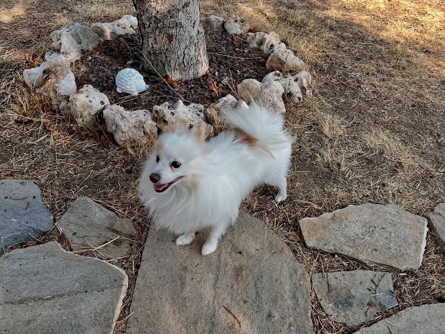 #cuidadoresdeperros #madrid #mascotas #españa #igersmadrid #perros #dogs #dogsofinstagram #perrospequeños #dogslife #dogfriend #fotosdeperros #comoencasa #vacaciones #doglover #pomeranian #chihuahua #caniche #bichón #bichonmaltes #shitzu #shitzulovers #pomerania #pomeraniaespaña #verano #verano2025 #summer