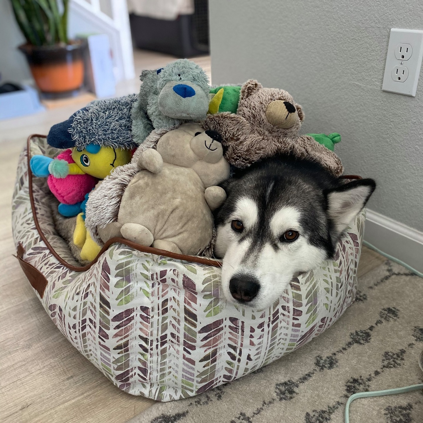 Taking a quick break from all the event marketing to wish all pup parents Happy National Dog Day. This is Jasmine. The first addition to our family. We've had her since 1 year old and she's now 9 years old. She's a fluffy pup with cat like tendencies. If you haven't guessed it already, she is also the inspiration for Ailo, our trusty husky! #NationalDogDay #happynationaldogday #trustyhusky #husky #pup #huskylife