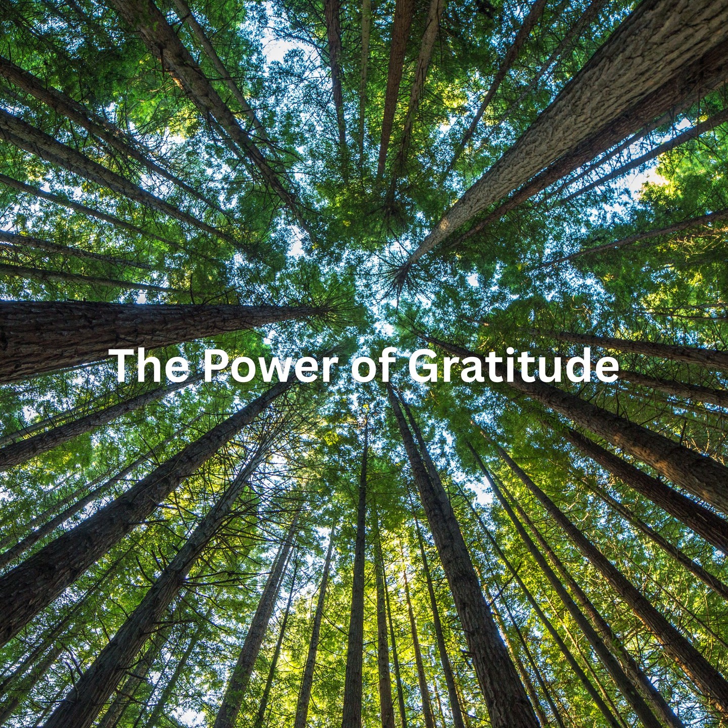 🌿💛 The Power of Gratitude 💛🌿
Even in the busiest days, taking just a moment to pause and reflect on what you’re thankful for can change everything. ✨
🌸 Gratitude brings peace to your mind.
🌸 Gratitude shifts your focus from what’s missing to what’s meaningful.
🌸 Gratitude strengthens resilience and creates space for joy.
At PTTCT, we believe that small, daily moments of gratitude open the door to a brighter tomorrow. Whether it’s the laughter of your child, a deep breath of fresh air, or a quiet cup of tea—you have the power to nurture your spirit by choosing gratitude.
💛 Start with one thankful thought today… and watch how it transforms the rest of your journey.
— With love,
PTTCT | Providing Tools To Change Tomorrow
#PTTCT #GratitudePractice #ChooseGratitude #PTTCTStrong #LoveHeals #MentalWellnessMatters #GratefulHeart #PTTCTMission #ProvidingToolsToChangeTomorrow