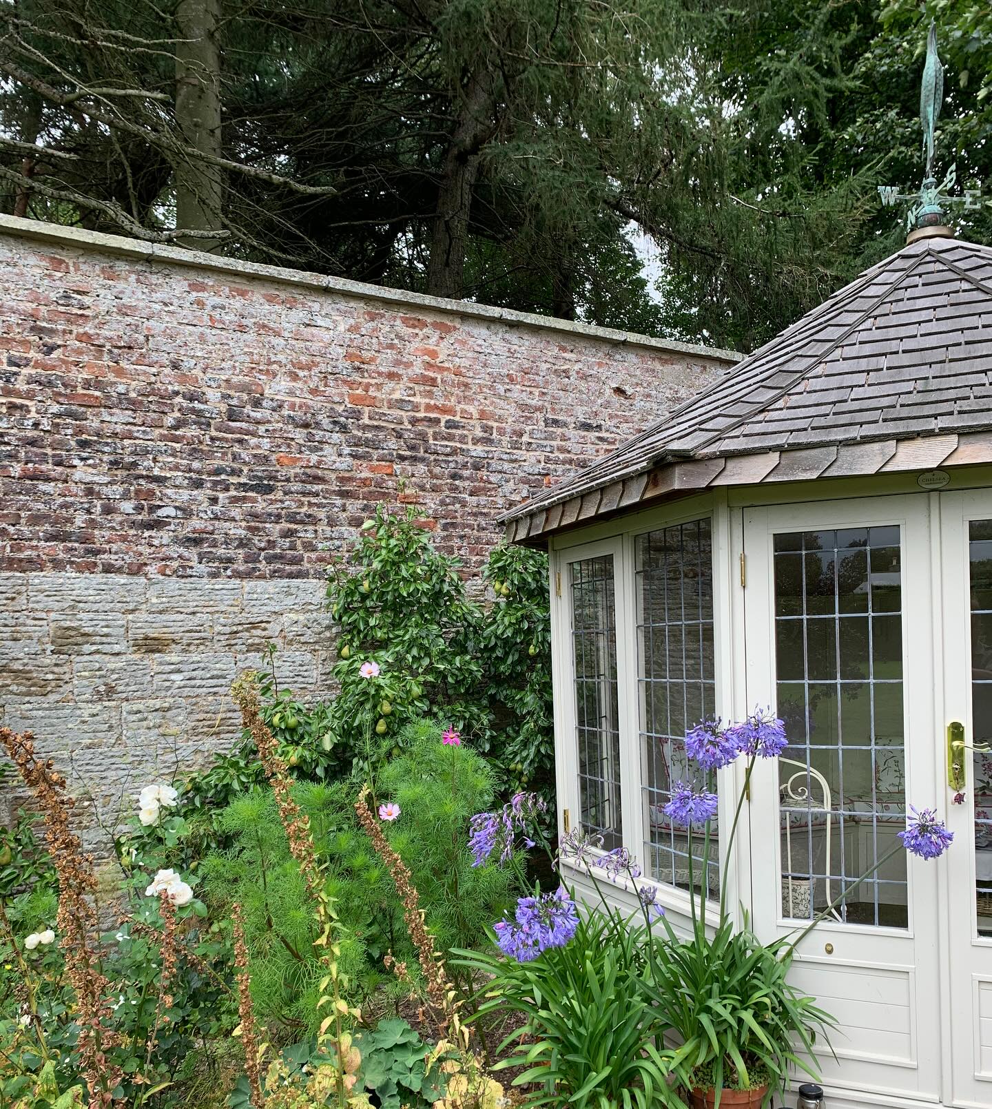 In the corner of the garden sits the Summerhouse, which is surrounded by informal cottage-garden favourites. While the foxgloves ceased flowering some time ago, the roses, cosmos and agapanthus still provide some late-season interest.
#gardenblog #garden #thescottishcountrygarden #scottishcountrygarden #gardenbloguk #scottishgardenblog #headgardenersblog #countrygardenblog
#gardenblogger #summergarden#scottishgarden #scottishgardener #gardenjournal #scottishgardenjournal #gardendiary #gardenersdiary #oldgarden #walledgarden #oldfashionedgarden #walledgardenblog #gardeninscotland #thegardeninaugust #augustgarden
#gardenwriter #ukgarden #gardensofScotland #gardensofgreatbritain