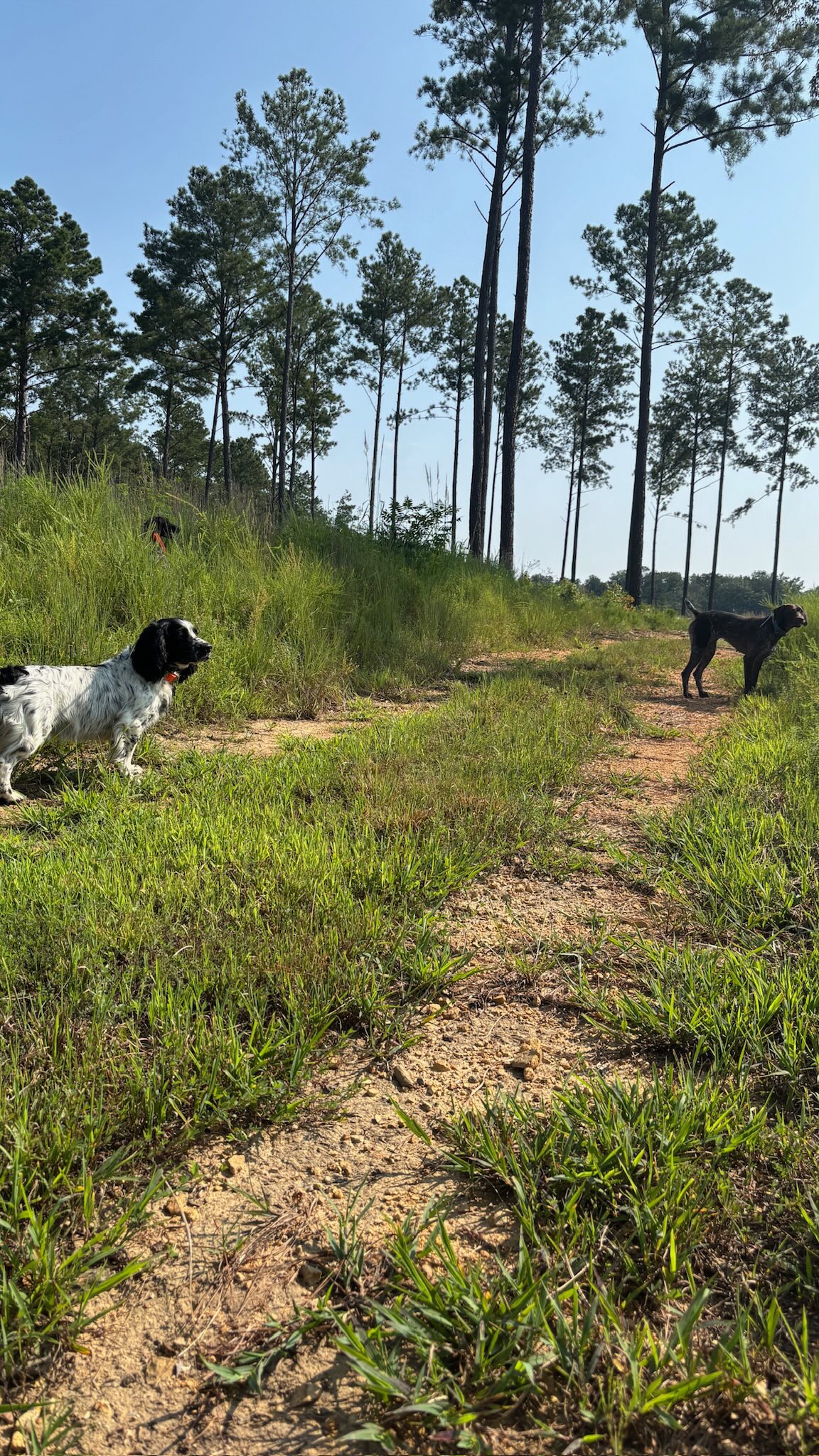 Learning to back.
.
.
.
#schillingsgundogs #schillingsgundogstraining #sgdtraining
#uplanddogtraining #uplanddogtrainer
#gundogtraining #gundog #birddogtraining #birddog