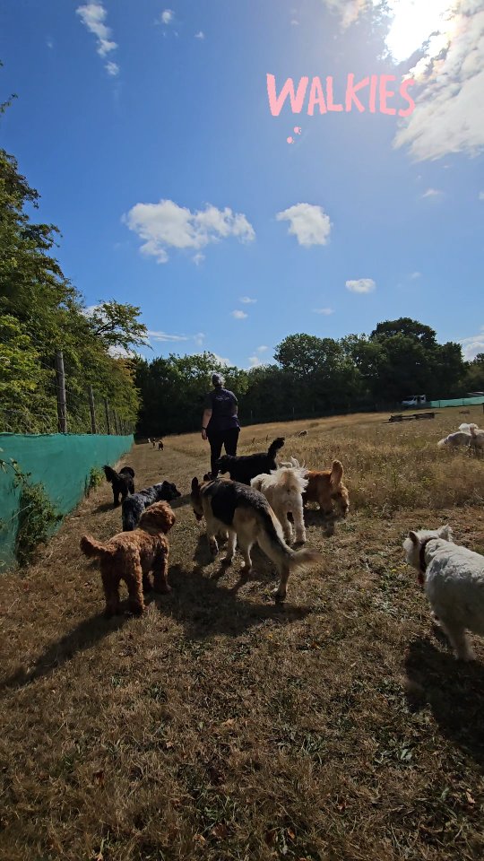 Take a morning stroll with us 🐾 
After toileting, 1-1 training, and saying hello to everyone, we like to take a pack walk together around the meadow 🐾 this helps to build bonds with the group and with us 🐾
#packwalks #traininginpractice #buildingbonds #doggydaycareuk #chilledwalks