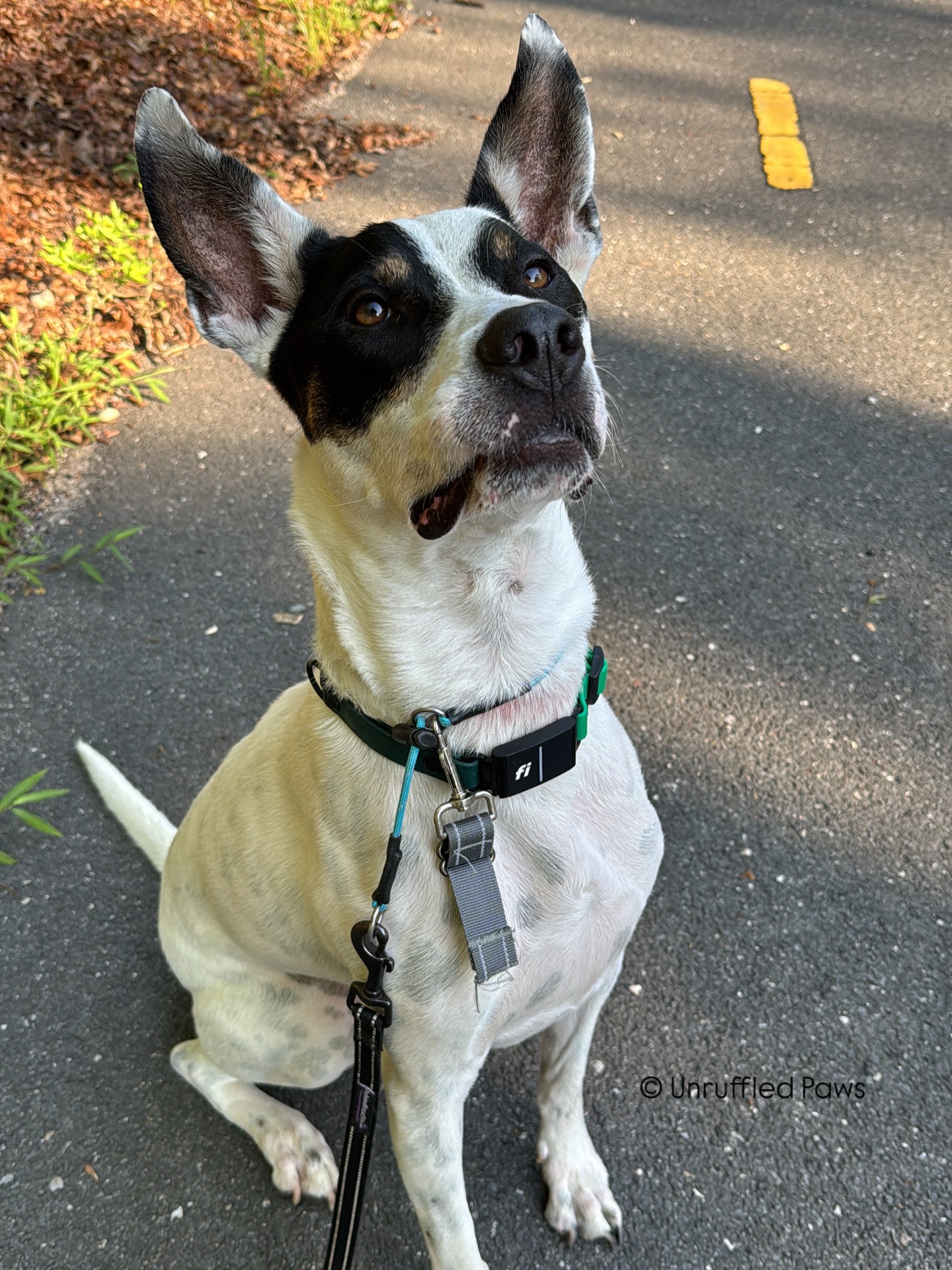 Bentley takes his morning walks very seriously. 🐾✨Do you approach training and exercise with the same focus he does?
Back when Bentley and I were at Bideawee (🤢), one thing quickly became clear — the quality of his day rose and fell with whether or not he got structured training. Now that he’s in his fur-ever home, we make it a priority to keep up with his daily training routine. It keeps him fulfilled, balanced, and mentally stimulated — the key ingredients to a happy pup! 🐶💛
#UnruffledPaws #BoardAndTrain #DogTrainingJourney #TrainingForLife #CalmMindsHappyTails #RescueDog