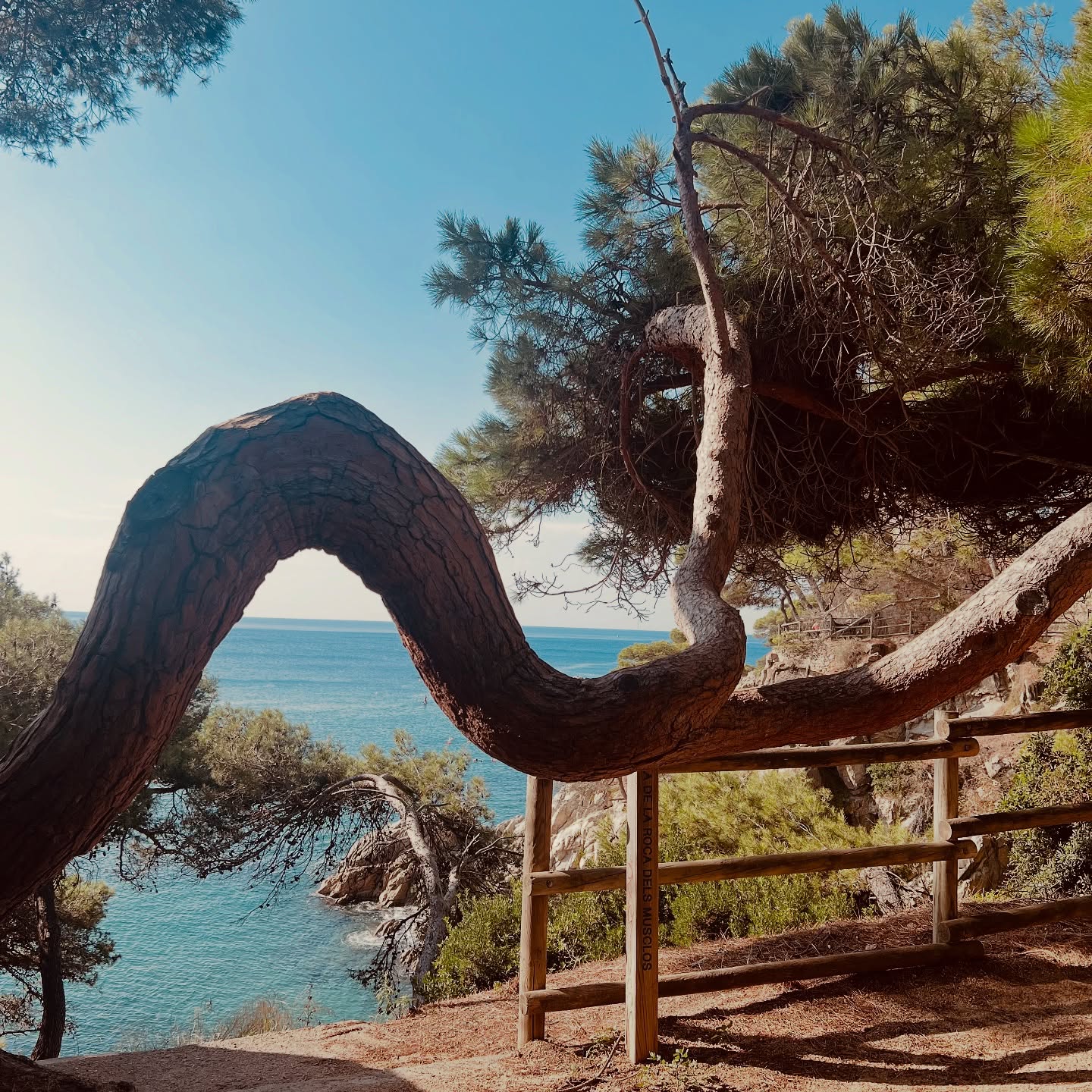 Flexibility to Creativity…
“Sthiram, sukham, āsanam.” This Yoga Sūtra teaches us that the balance between firmness and suppleness, discipline and surrender, is the true foundation of any spiritual practice — and, by extension, of creativity.
“Stiram, sukham, Asanam” ce yoga sutra nous enseigne que l’équilibre entre la fermeté et la souplesse, la discipline et le lâcher prise, est la véritable base de toute pratique spirituelle. Et par extension, de toute créativité.
#yogasutra #comprendreleyoga #equilibre #natureteacher #patanjali #yogalife #yogaphilosophy #flexibility