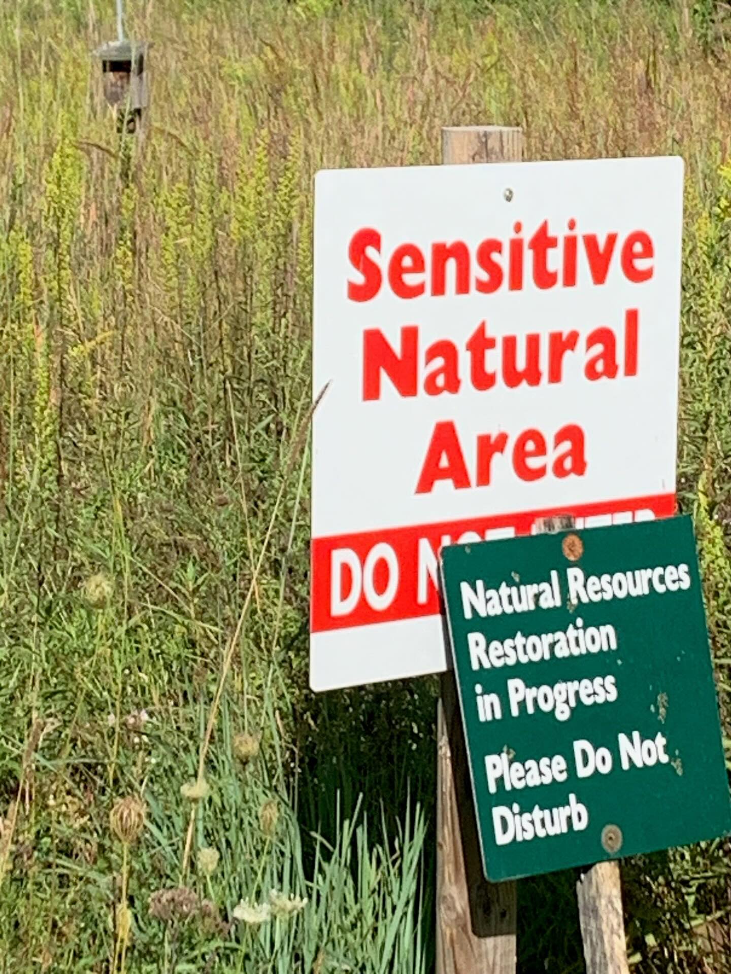 From a client “I want this on a t-shirt and a Medical Alert bracelet”