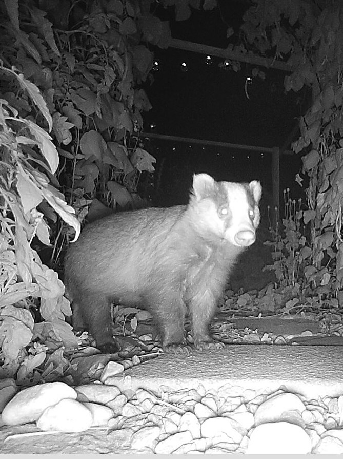 So exciting having these guys in my garden 🦡 🦊 Even if the badger has been caught red handed stealing my tomatoes… Thank you @zeissnature for my Secacam! 📸