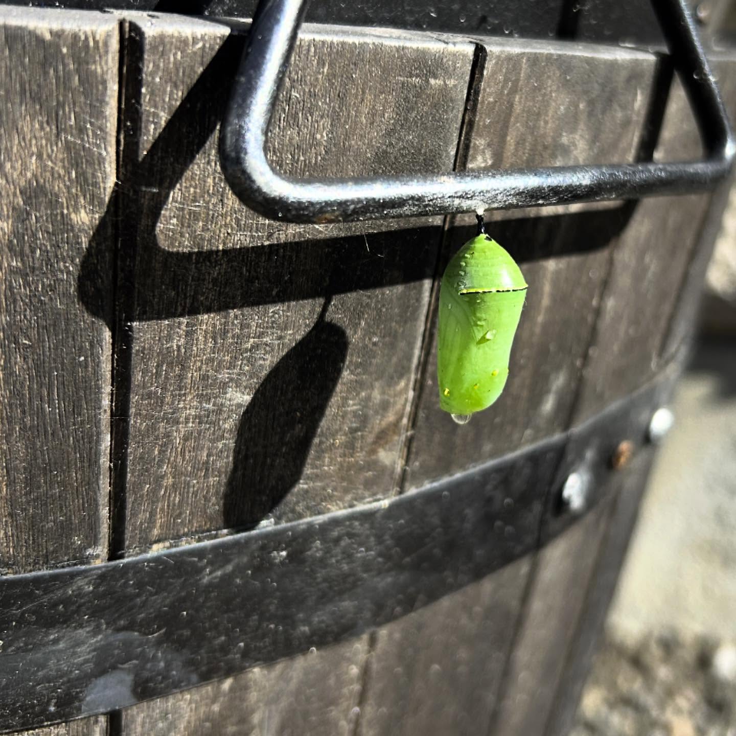 I’m ever awed by
N A T U R E ‘ S
R E S I L I E N C Y
and then I remembered,
I am nature too.
#monarchbutterfly #cocooning #suspended #thelittlethings #naturesresiliency