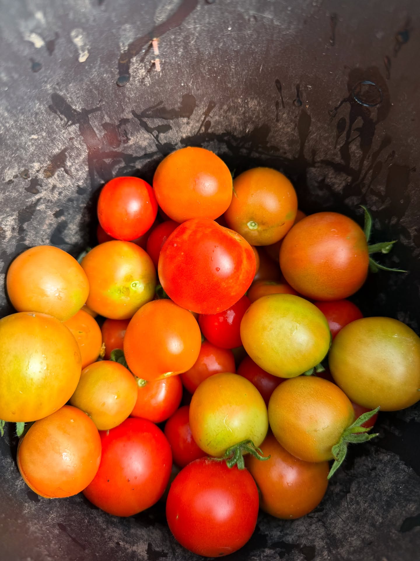 Tomato time 🍅✨ Nothing tastes better than fresh tomatoes straight from the garden! They love plenty of sunshine and good soil, and when they ripen on the vine, they’re full of natural sweetness and flavor. Tomatoes are rich in vitamin C, potassium, and antioxidants like lycopene – so good for heart health. In the kitchen, they’re so versatile: perfect for salads, sauces, soups, curries, or simply sliced with a sprinkle of salt and olive oil. Fresh, healthy, and straight from nature! 🌱 #FreshTomatoes #GardenToTable #HealthyLiving #CommunityHarvest