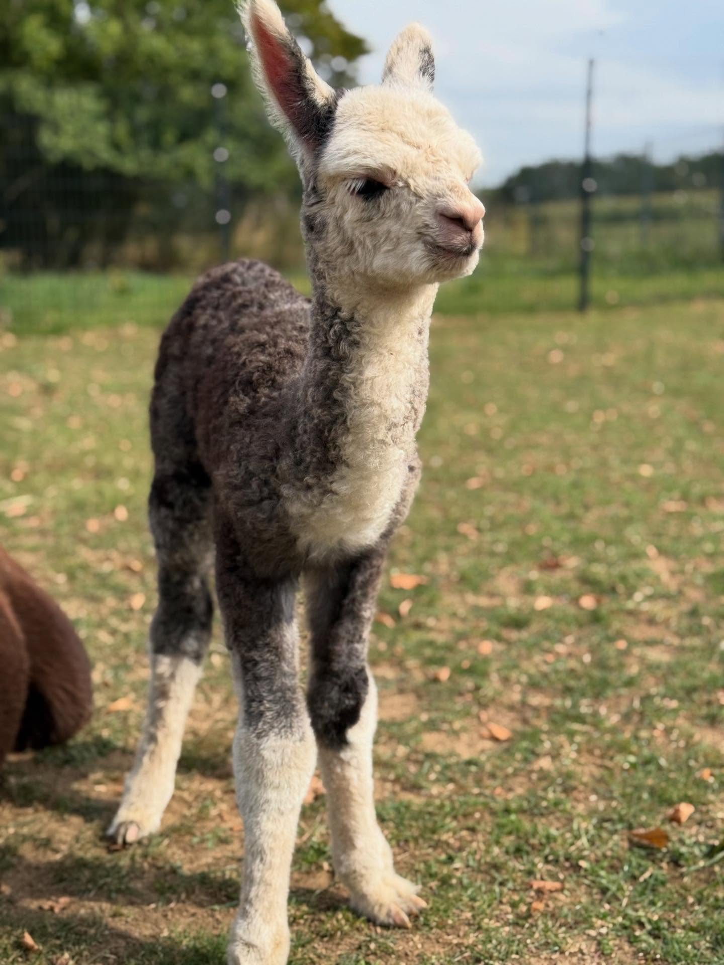 Herzlich Willkommen 😍 Unsere Stute AGLA Ronja und unser Hengst AWUT Mahpee haben uns einen wunderschönen kleinen Hengst geschenkt. Wir freuen uns auf dich, kleiner Dante.