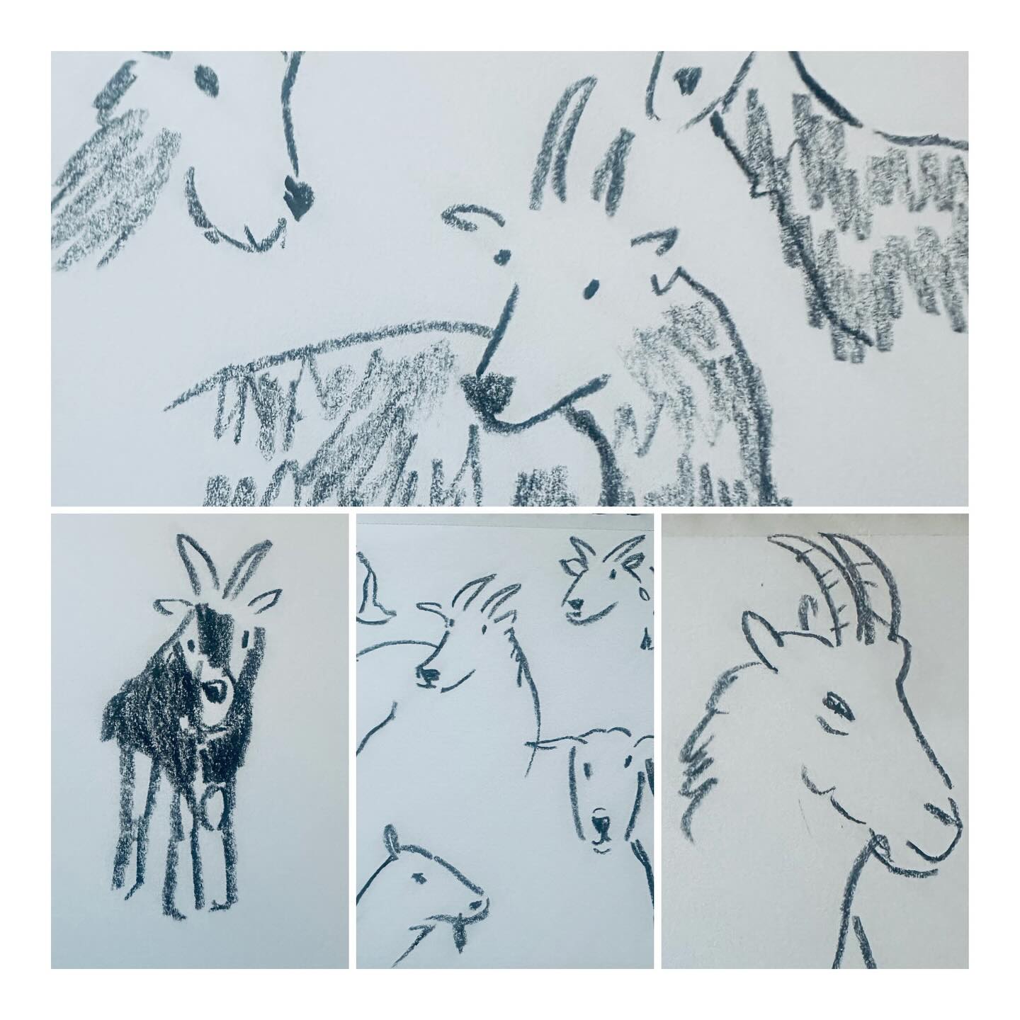 I managed to forget these! Day 23 of the #3materialsdrawingchallenge This time I joined @sarahdyer_illustrator on a patreon replay to draw some cutie goats! I love goats 🐐 they are so characterful. It is quite strange trying to draw them as you don’t really know when you have got it right and it ‘looks like a goat’ as they are pretty strange looking to start with and they all look so different, some look more like sheep and others more like deer. We used to have goats when I was little but sadly I think we had to get rid of them as they kept escaping and eating the neighbours’ cabbages!
I found drawing them quite tricky but it was great fun. It was pretty fast drawing from slow video and photos. I just used a black pencil, I can’t even remember what kind and I’m feeling too tired to go rummage around to find it! It was probably derwent inktense as I like that one. I wish I had more, I only have the black one. That might be a birthday present idea …
This great challenge is hosted by @charlotte.durance @kathryn_boyt and @naomitippingillustrator
#goodshipillo #drawfromlife #drawfromlifeeveryday #threematerialsdrawingchallenge #drawfromobservation #sketchbook #sketching #3materialsdrawingchallenge2025 #derwentinktense #derwentinktensepencils #goatsketch #sarahdyerpatreon