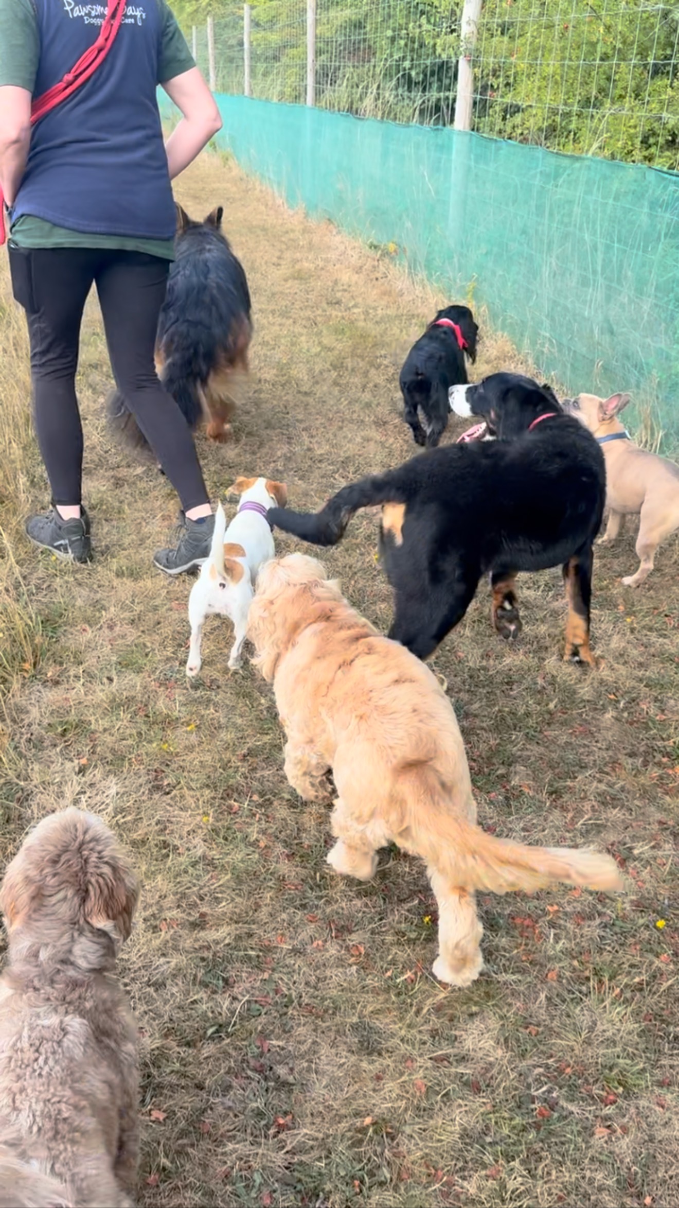 What a beautiful day at daycare with our lovely pack 🥰 #doggydaycareuk #dogdaycare #doggydaycare #castledonington #itsadogslife #cutedogs