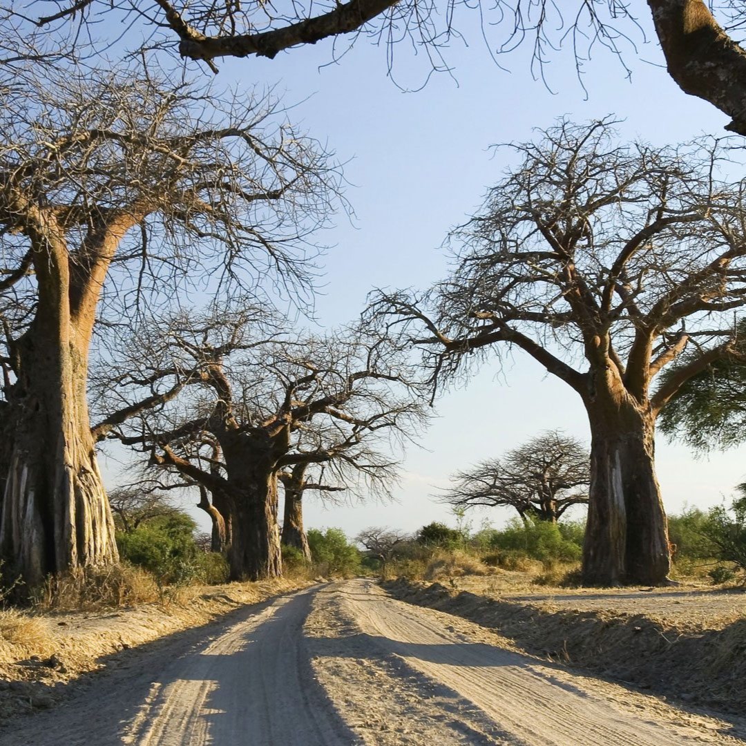 🌍 Ruaha: A Landscape of Ancient Giants
Here, the world feels vast and eternal. Towering baobabs rise like ancient sentinels, their roots sunk deep into Tanzania’s red earth. Between them, the giants of the animal kingdom wander freely: immense elephant herds, great prides of lion, and a scattering of rare, wild beauty found almost nowhere else.
Unlike other safari destinations, Ruaha remains gloriously untouched. You’ll find no crowds here: only silence, space, and the pulse of nature unbroken. It is Africa in her purest form, a wilderness that reminds us how small we are and how grand the earth can be.
In Ruaha, the giants of wood, stone, and flesh stand together. A reminder of time’s resilience and nature’s infinite wonder.
Photo Credit: @asiliaafrica, @yellowzebrasafaris
#LovedAfrica #Ruaha #LandscapeOfGiants #AfricanSafari #LuxuryAfrica