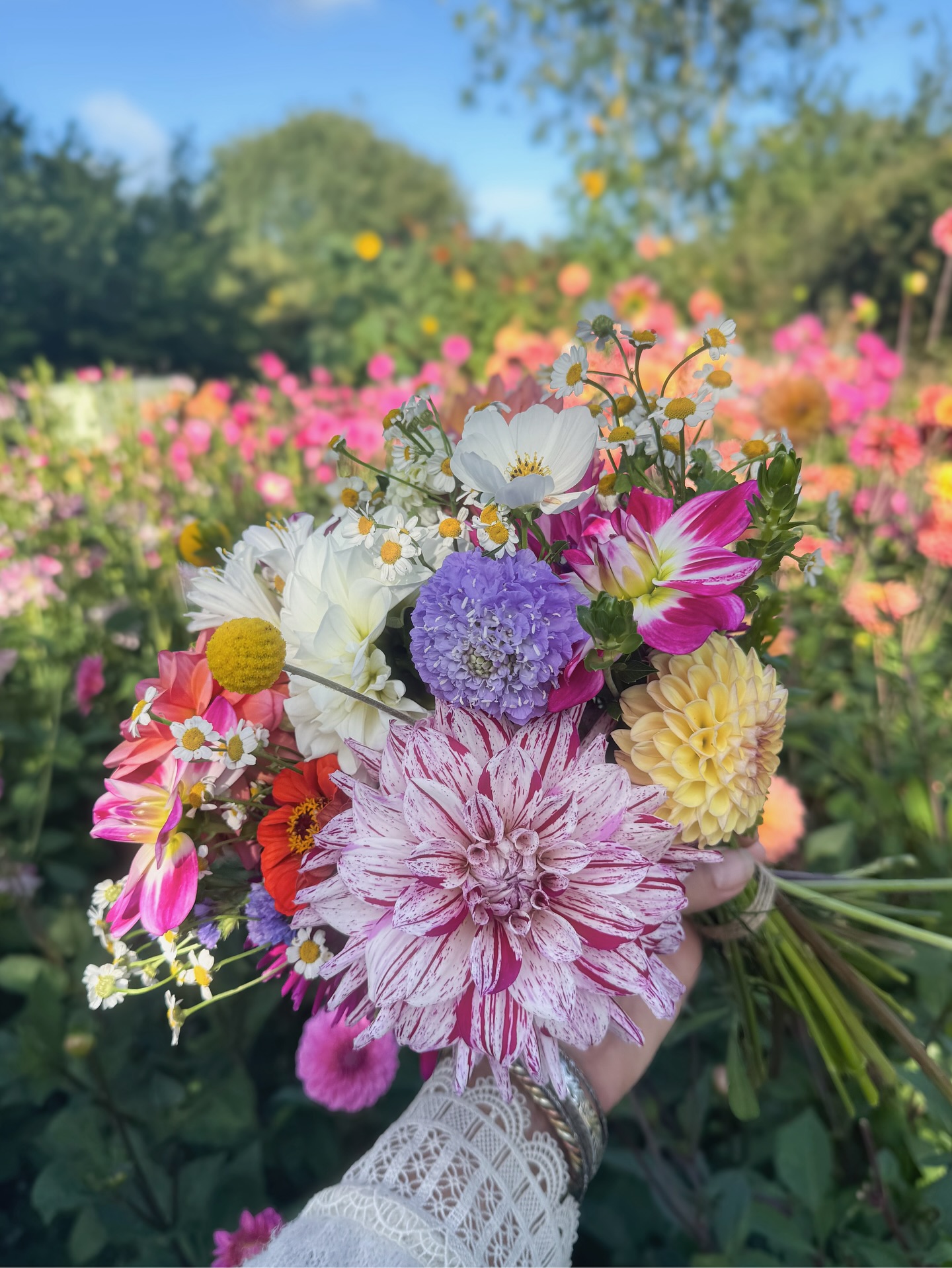 Summer bouquets
A bounty of August stems carefully selected & conditioned from the cottage garden
Filled with colour & summer light
Hand-tied & boxed
Delivered throughout South Norfolk
#bouquet #norfolkflowers #summerflowers #flowerbox #dahlia #summer #florist #southnorfolk #seasonalflowers #cottagegarden #norfolk #wymondham #attlebrough #carletonrode #newbuckenham #sustainablefloristry #localflowers #delivery #flaxlandflowers