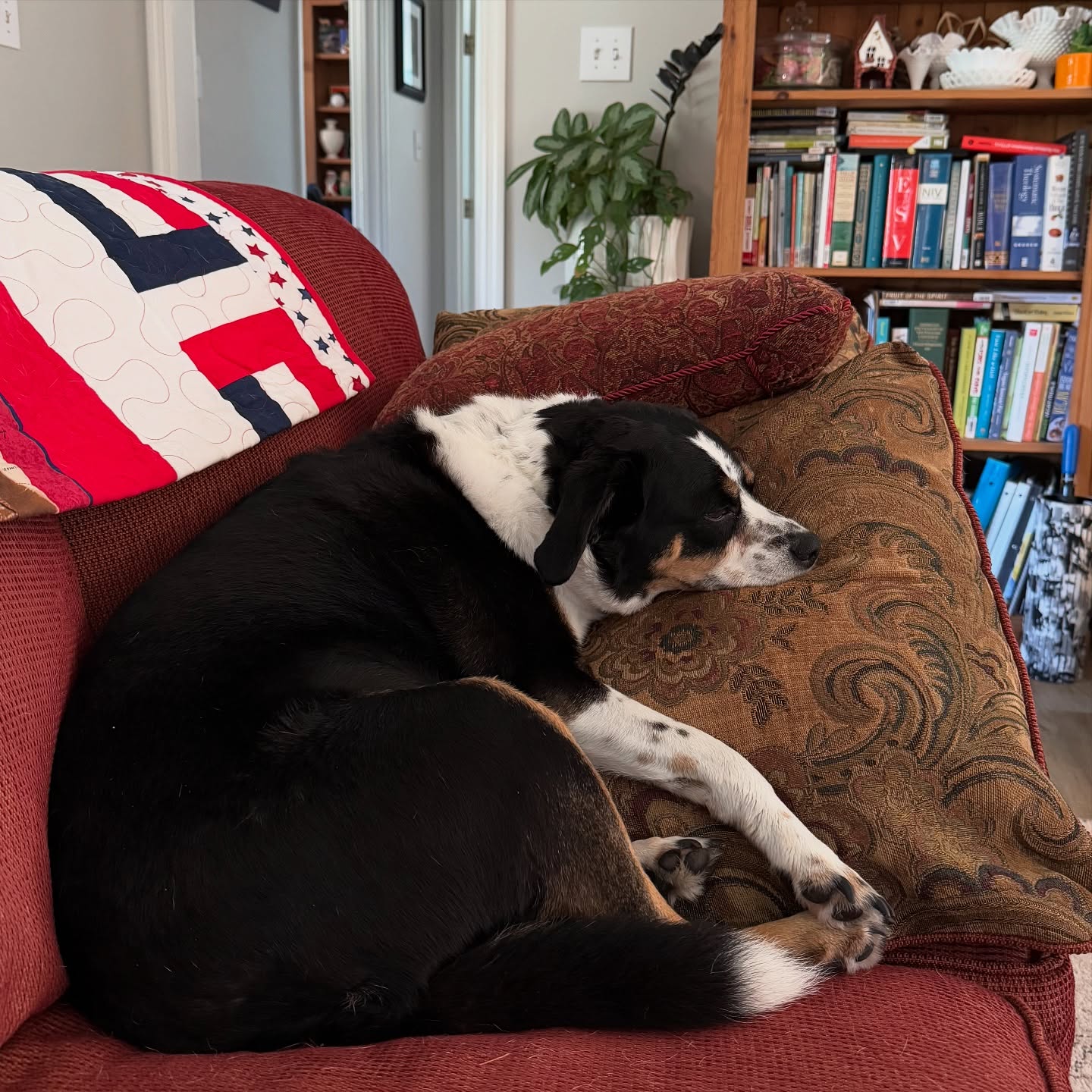 Dallas and I decided to take it easy today. It’s been a busy week. It felt good to have a down day to just get caught up on house chores, putz in the yard, and hang out with the animals.