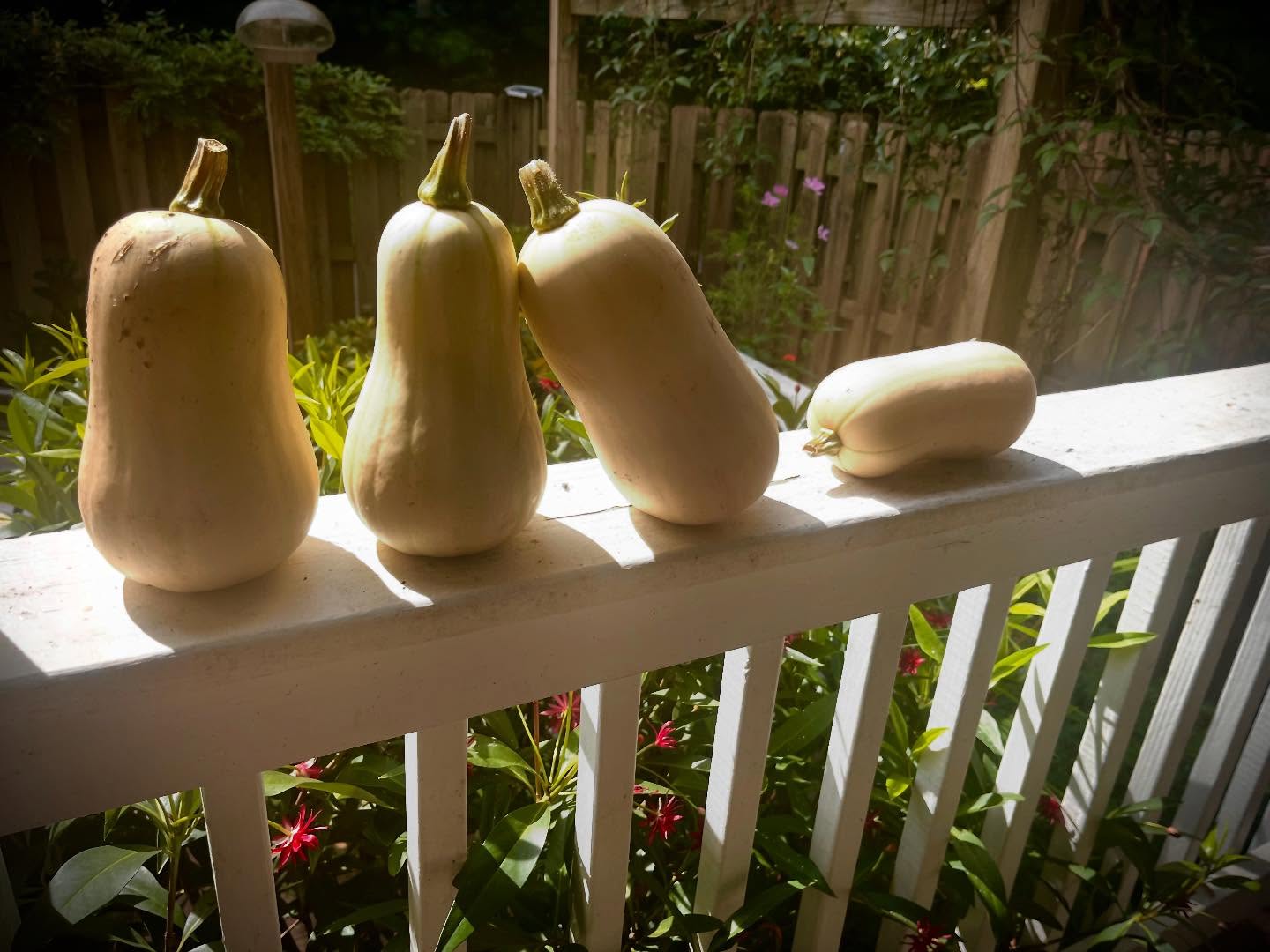 The harvest is in and episode 50 is coming soon! #donebeatsperfect #flatrocknc